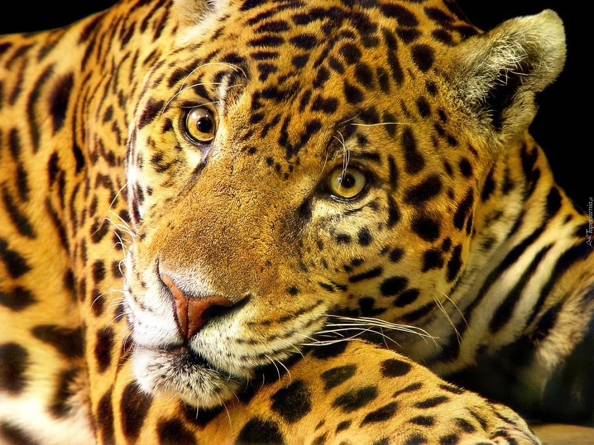 Jaguar, Cętki