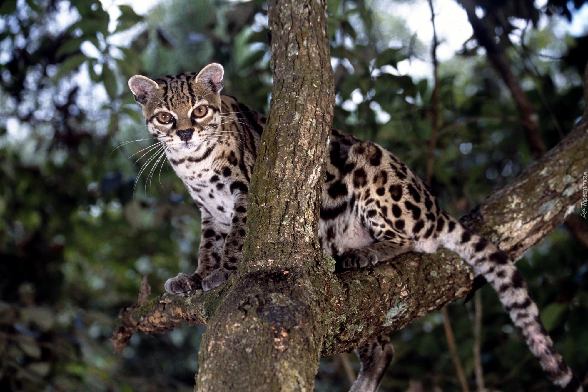 Отелло дикая кошка. Оцелот, онцилла, Маргай. Леопард онцилла. Оцелот (leopardus pardalis). Длиннохвостая кошка Маргай.