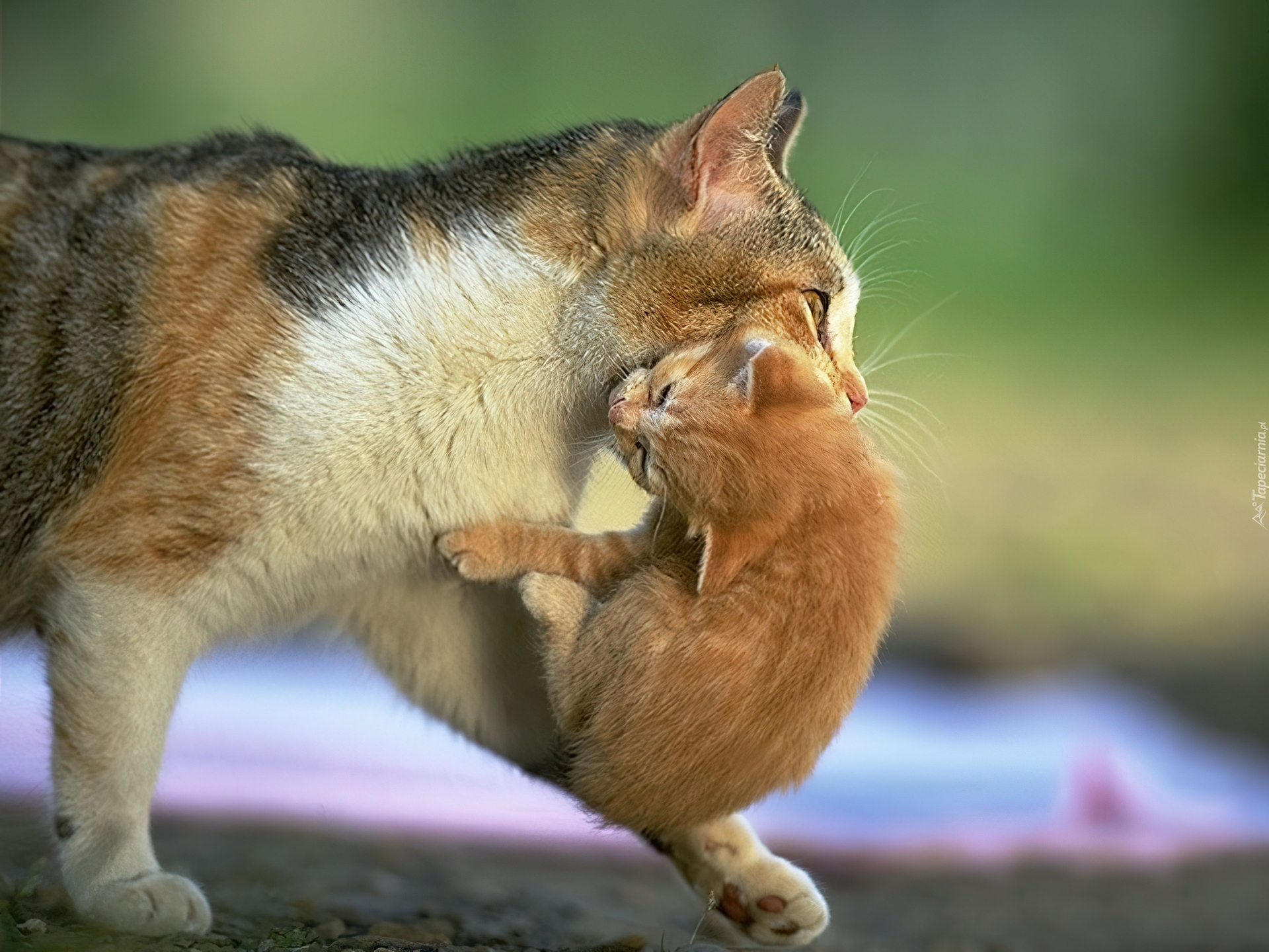 Kocia, Mama, Kotek