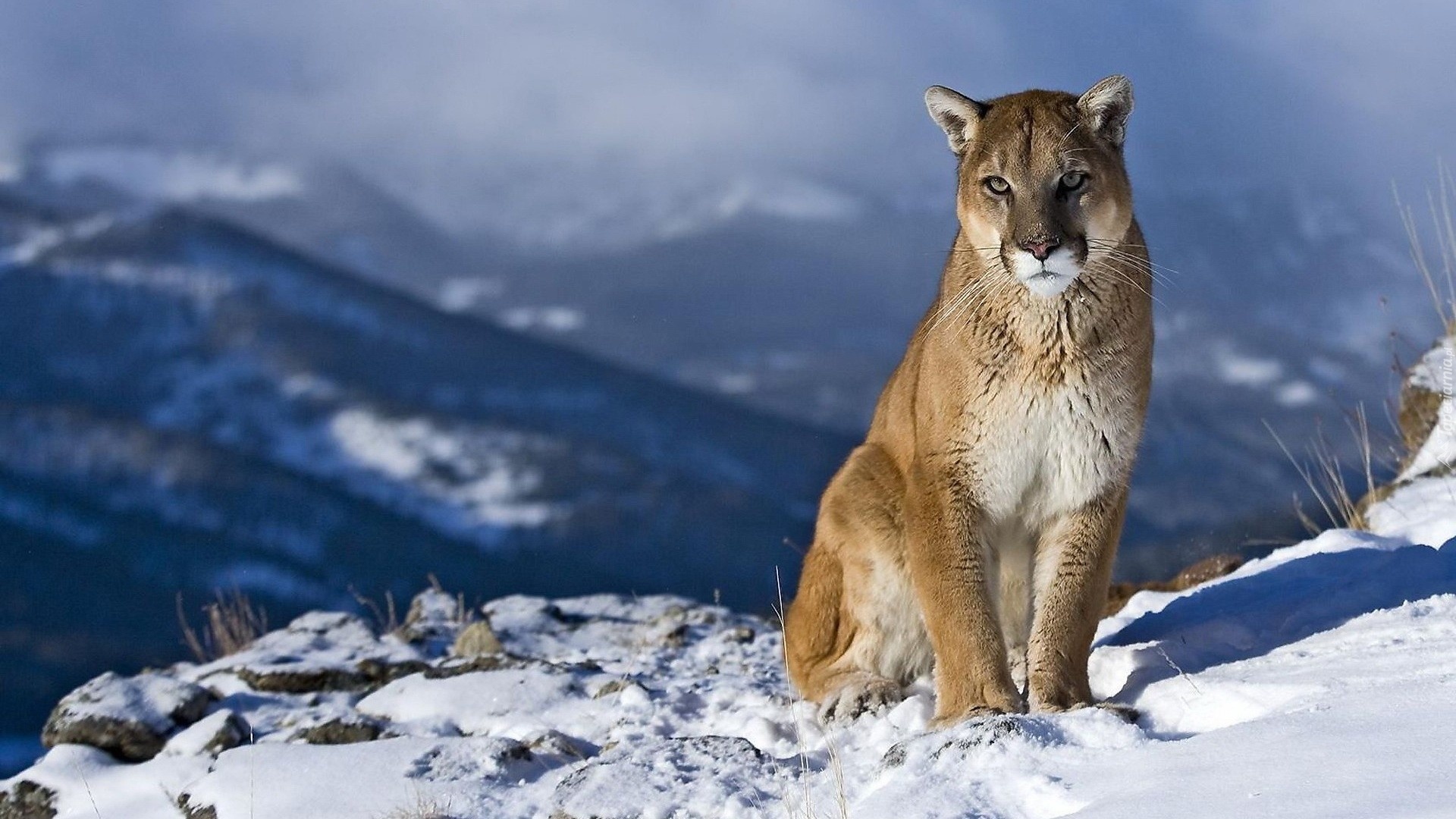 Zima, Śnieg, Puma