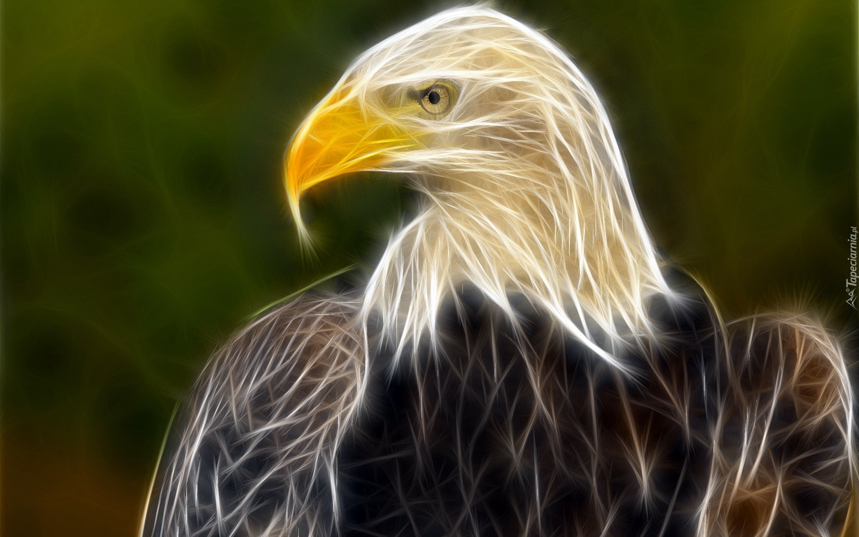 Fractalius, Bielik amerykański