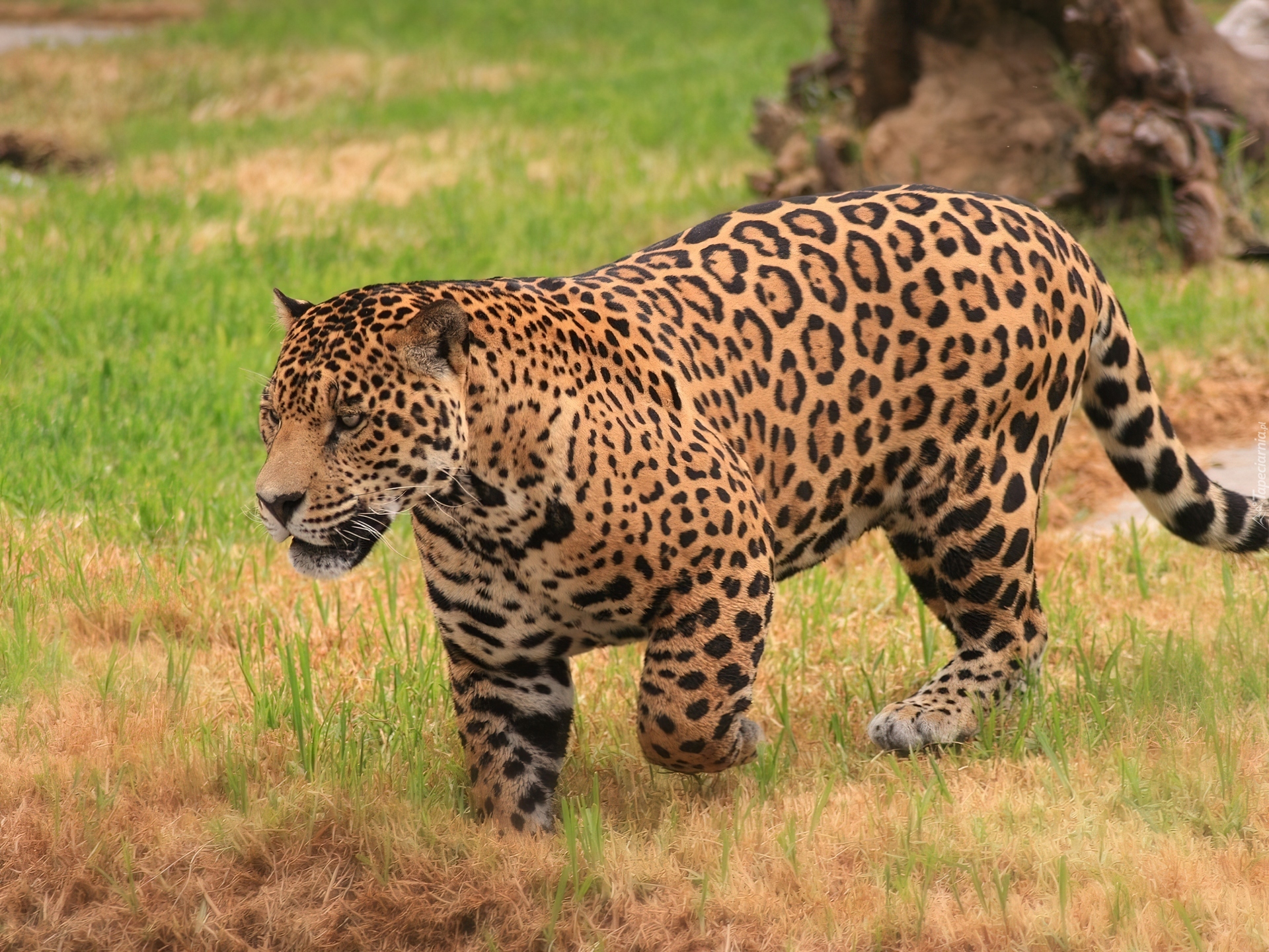 Leopard, Dziki, Kot