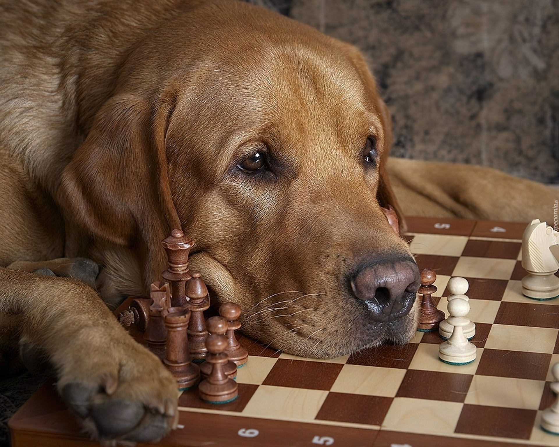 Pies, Labrador retriever, Szachy