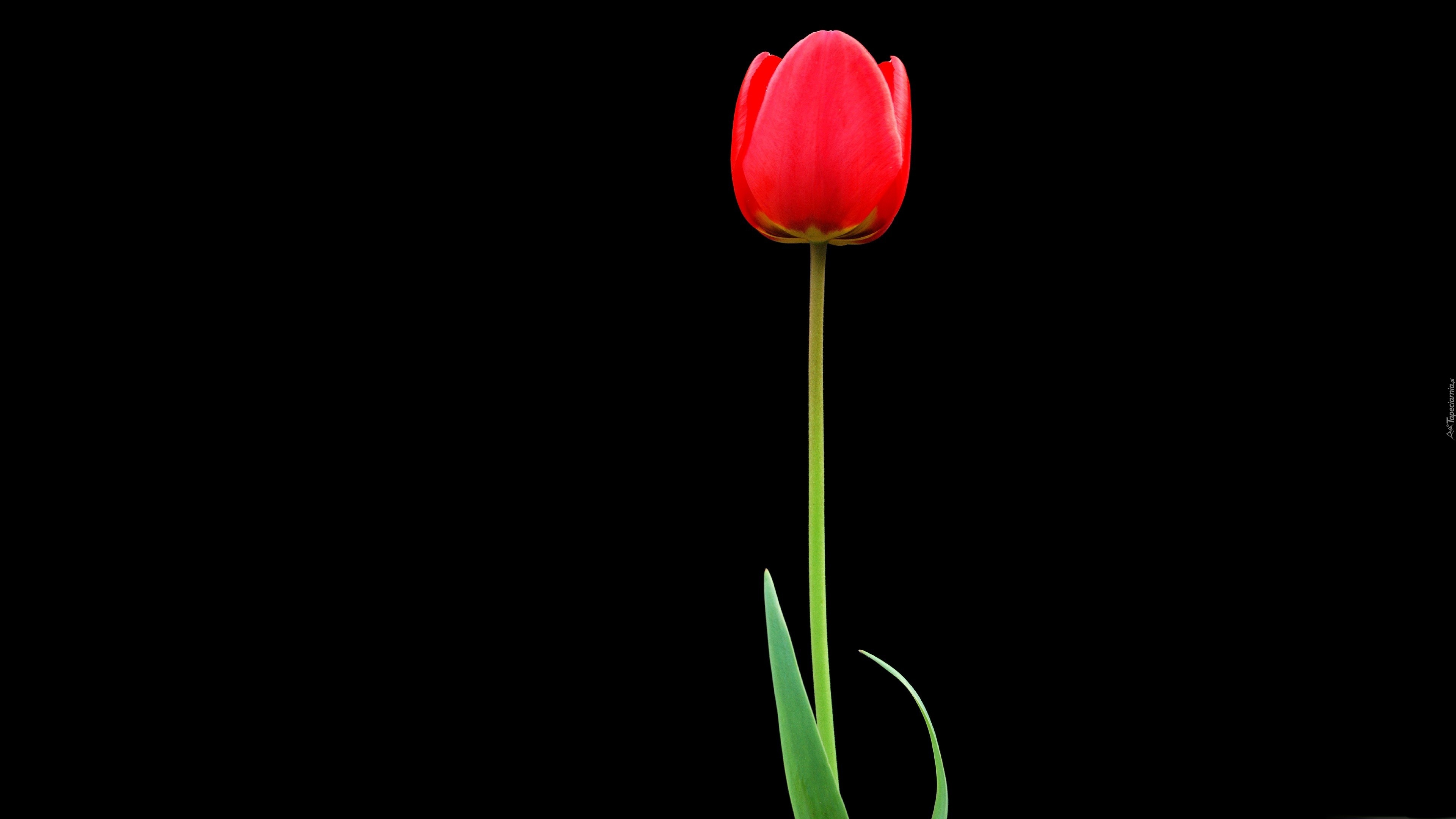 Czerwony, Samotny, Tulipan