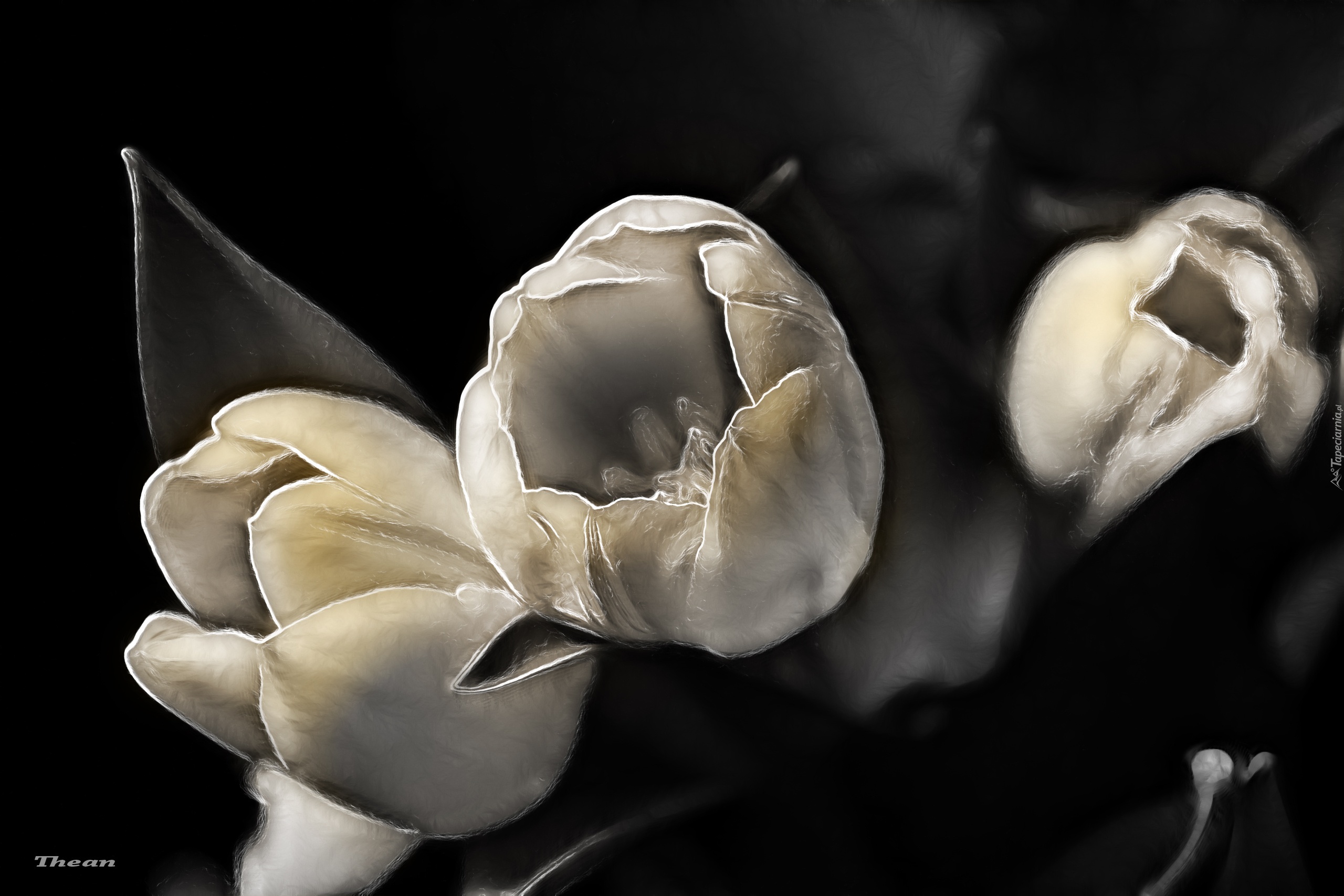 Tulipany, Fractalius