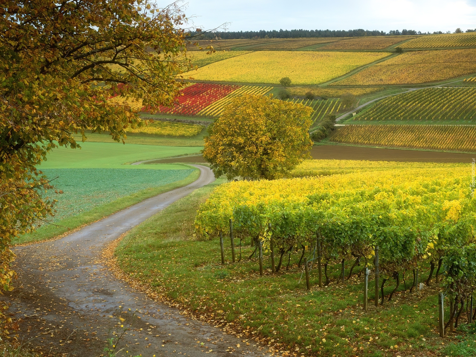 Droga, Pole, Winorośle