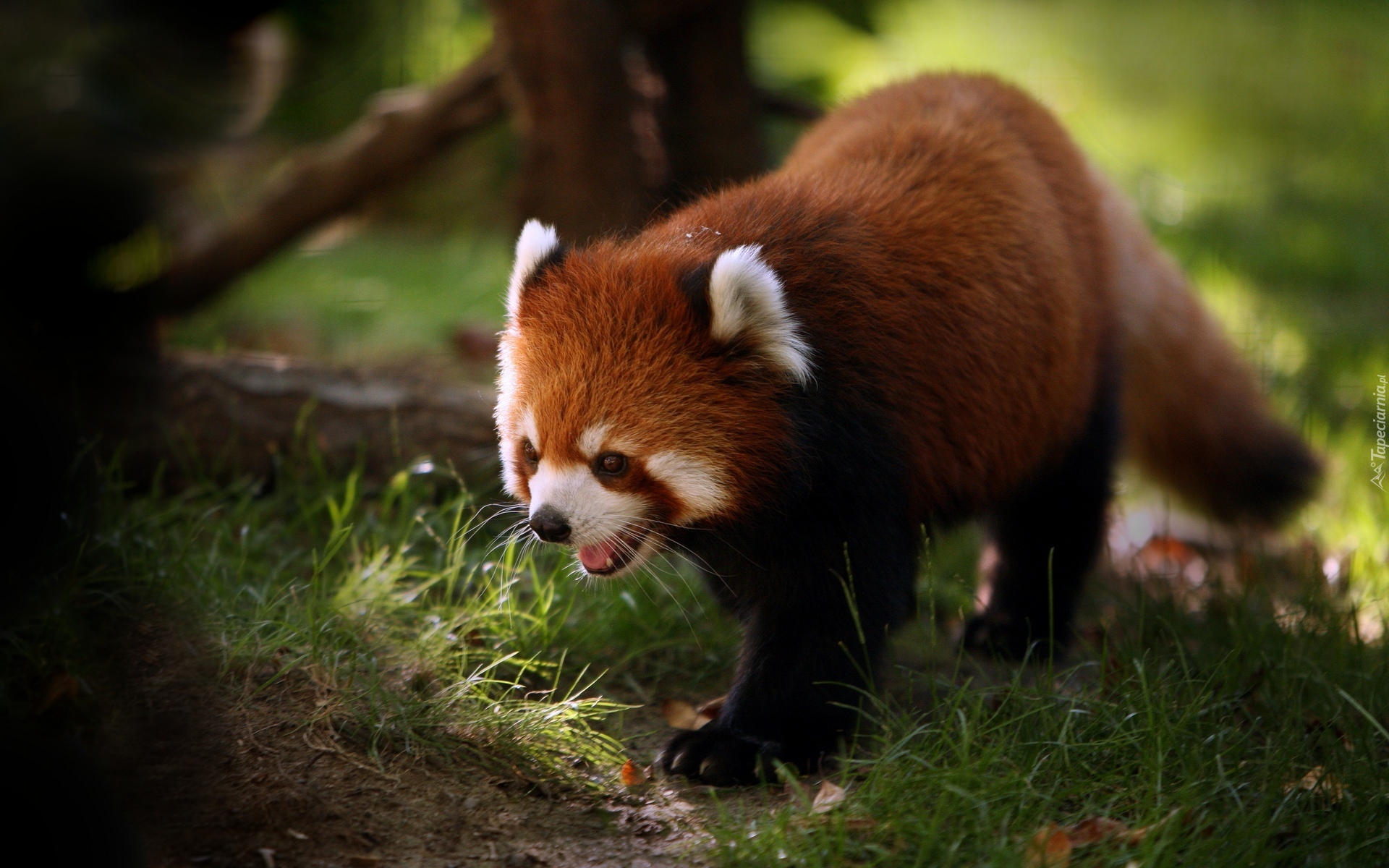 Panda, Czerwona, Pandka ruda