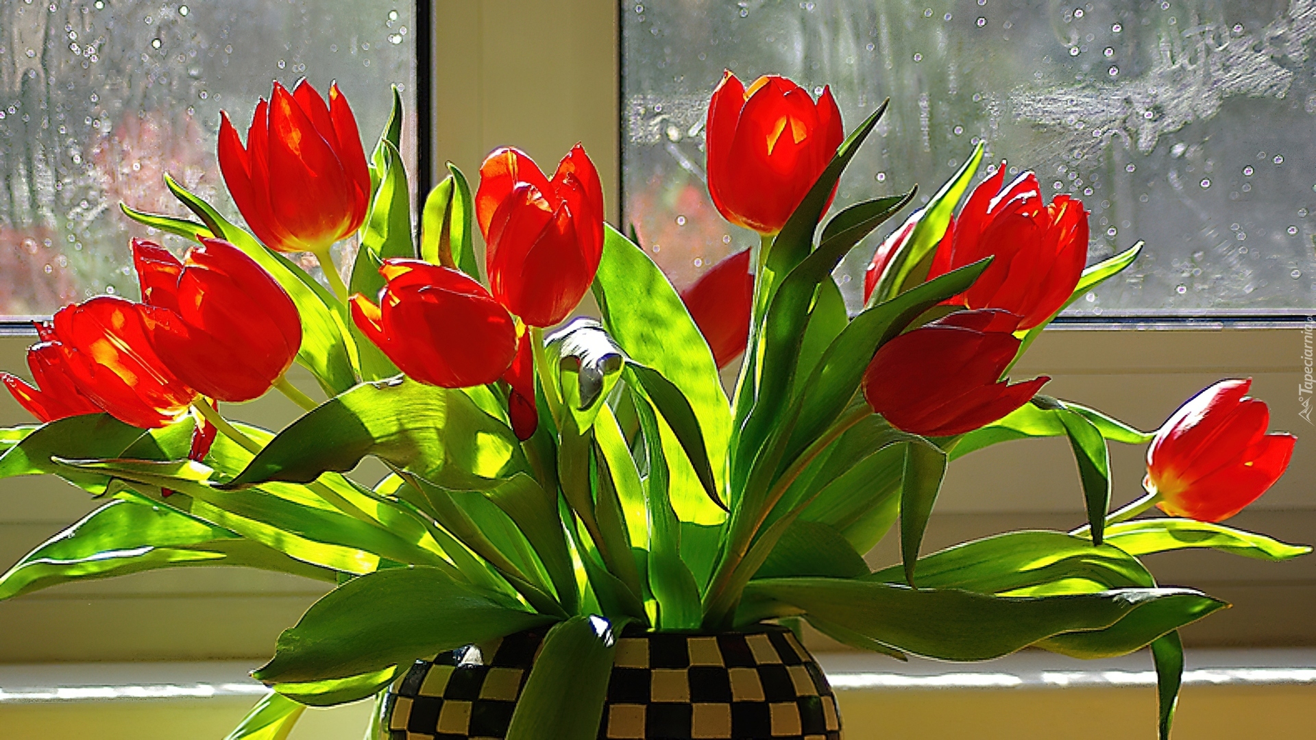 Okno, Bukiet, Tulipanów