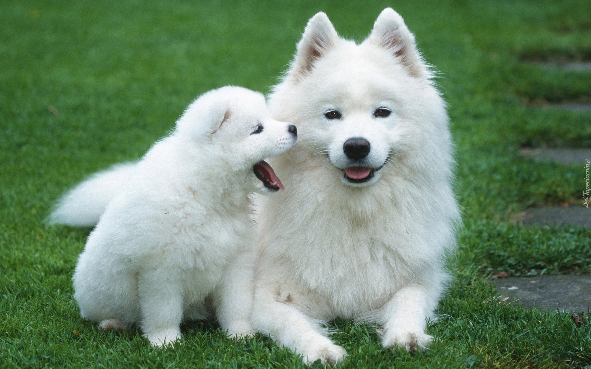 Samojed, Szczeniak, Trawa