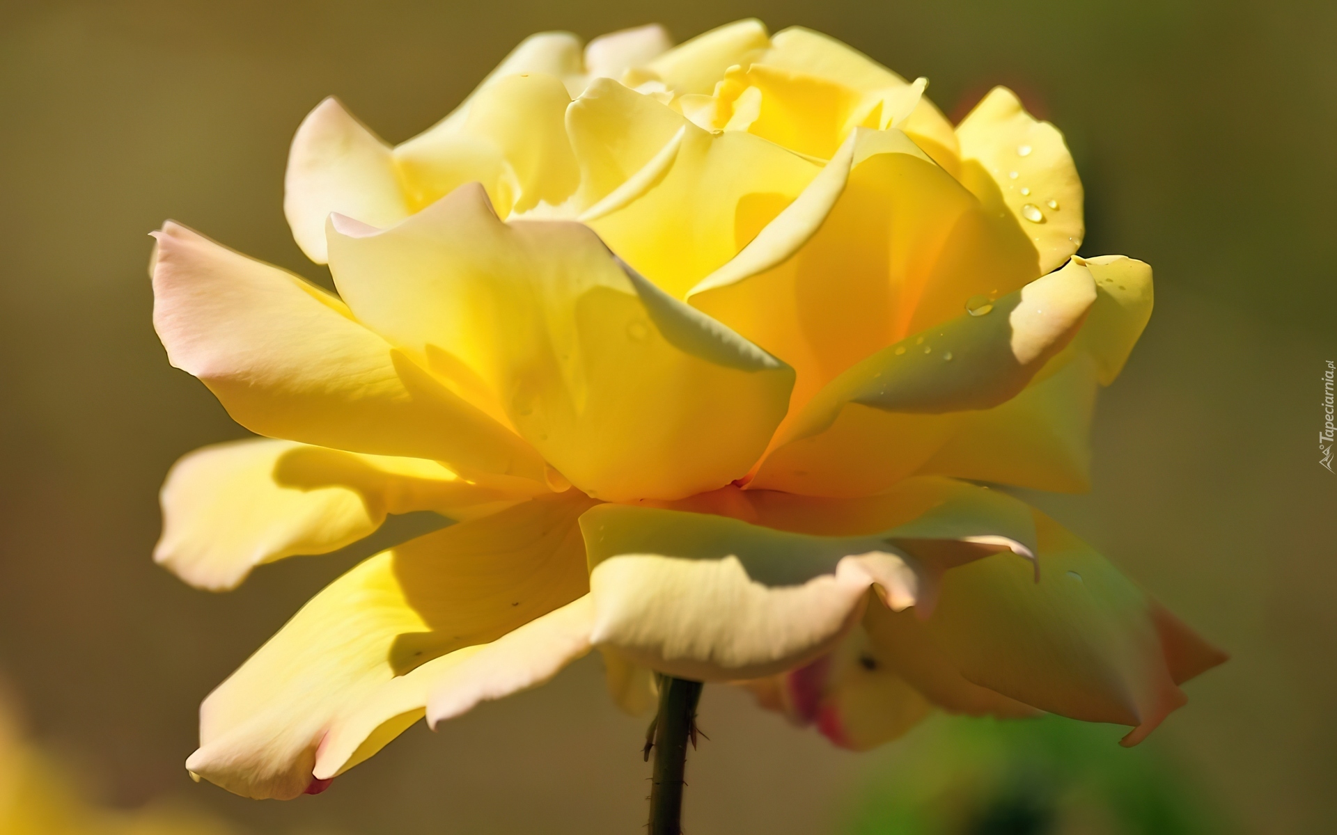 Żółta, Róża, Kwiaty, Rosa