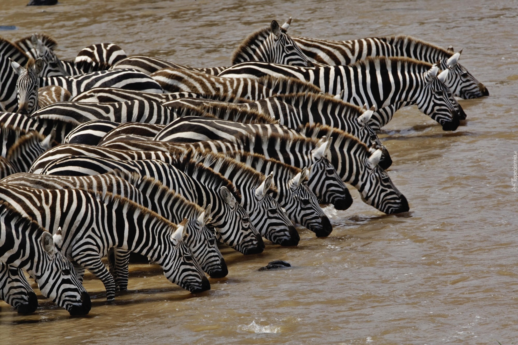 Zebry, Wodopój, Kenia