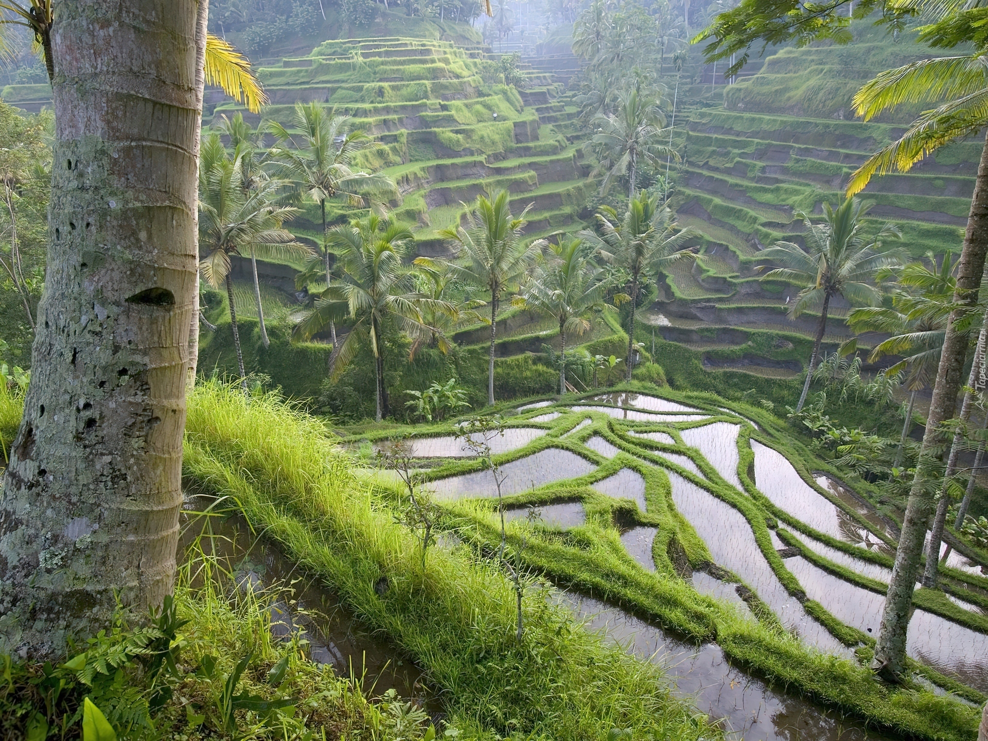 Pole, Ryżowe, Bali, Indonezja