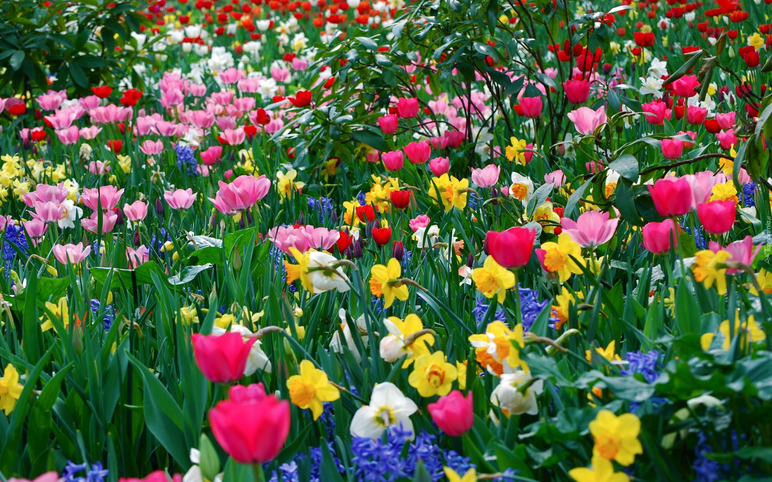 Kolorowe, Tulipany, Żonkile