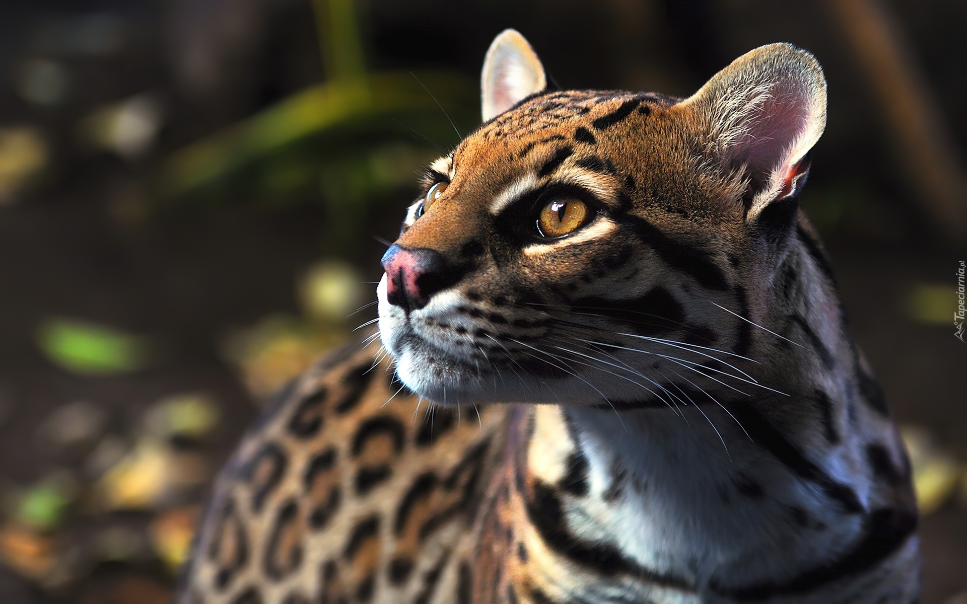 Dziki, Ocelot