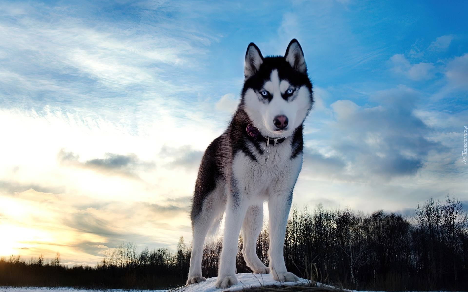 Pies, Siberian Husky