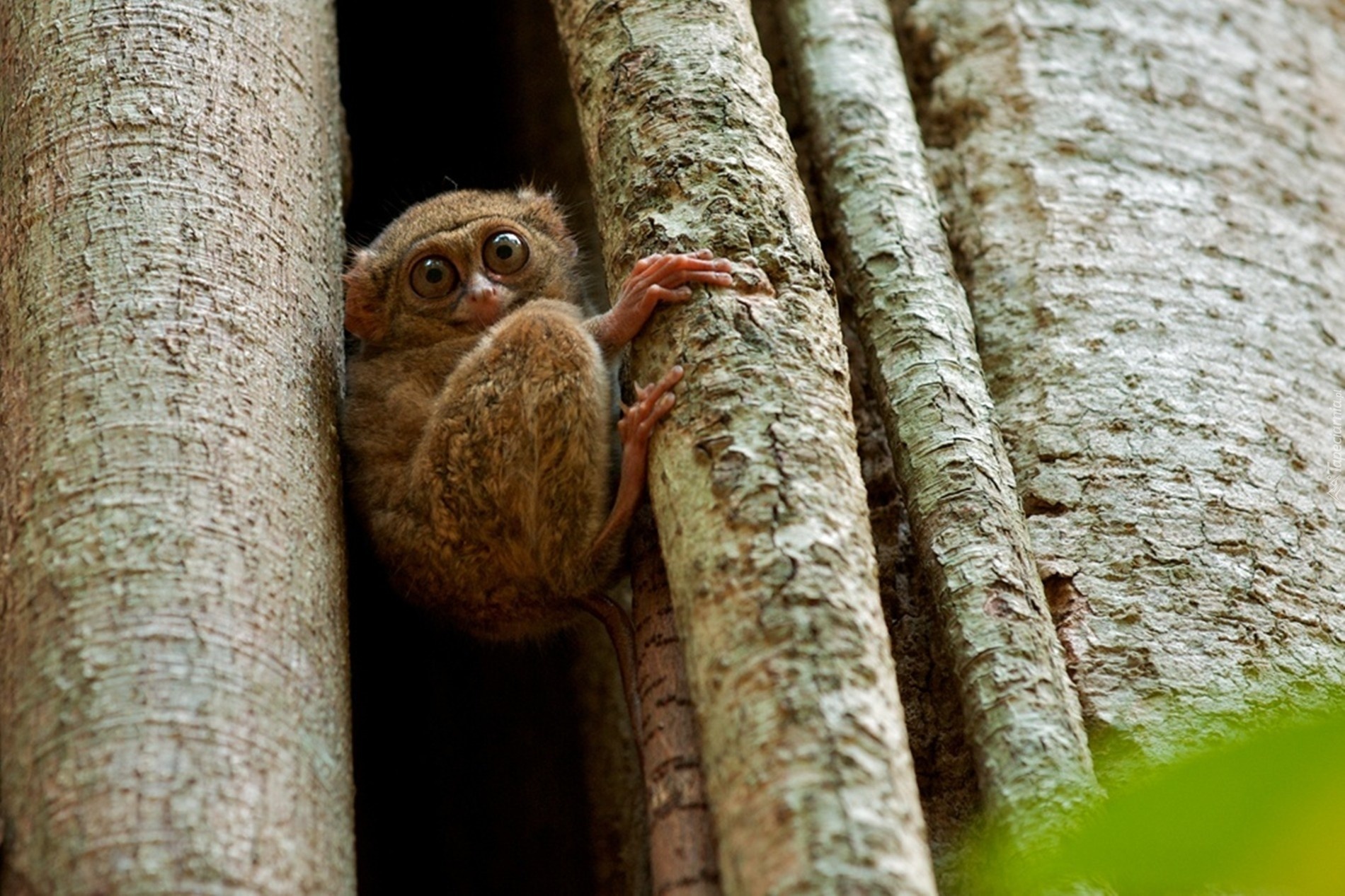 Najmniejsza, Małpka, Świata, Tarsier