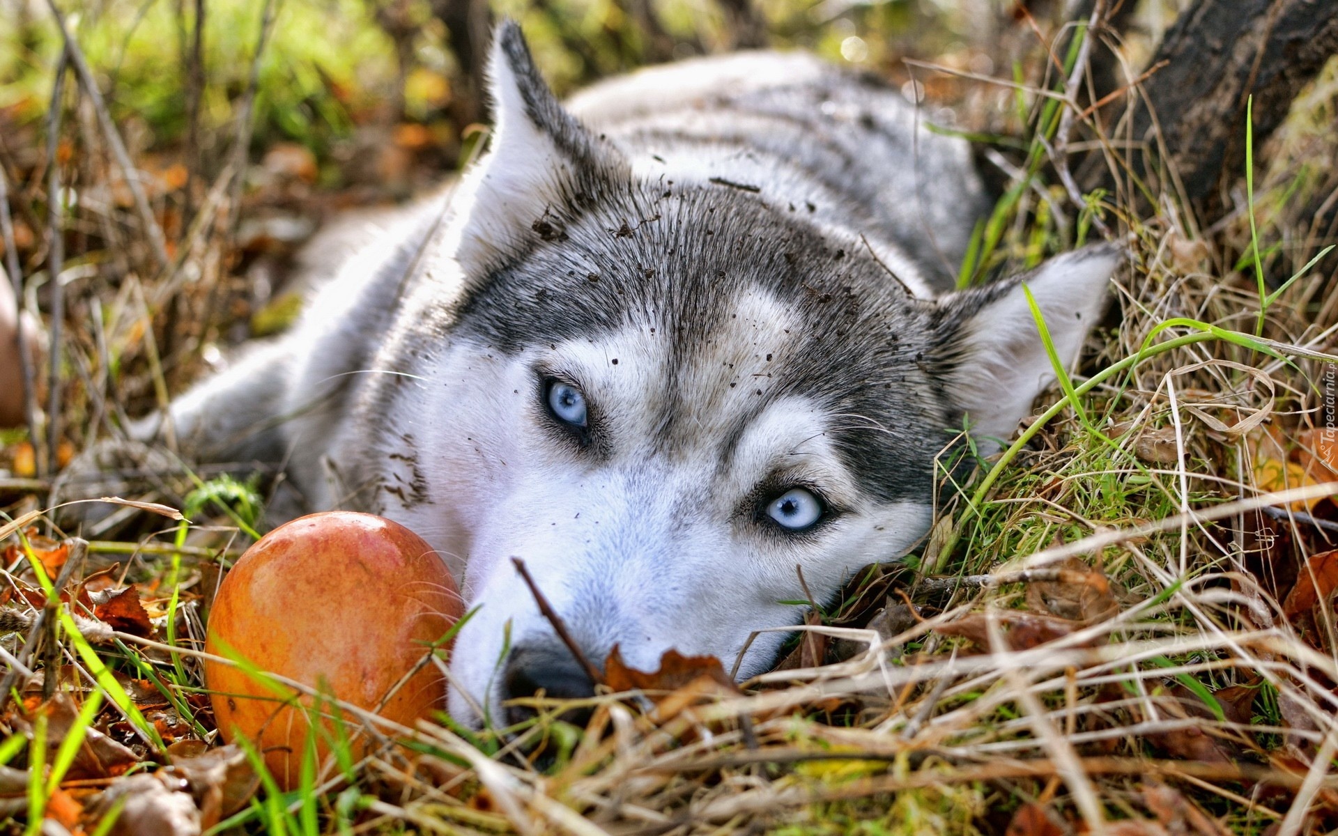 Błękitne, Oczy, Siberian Husky