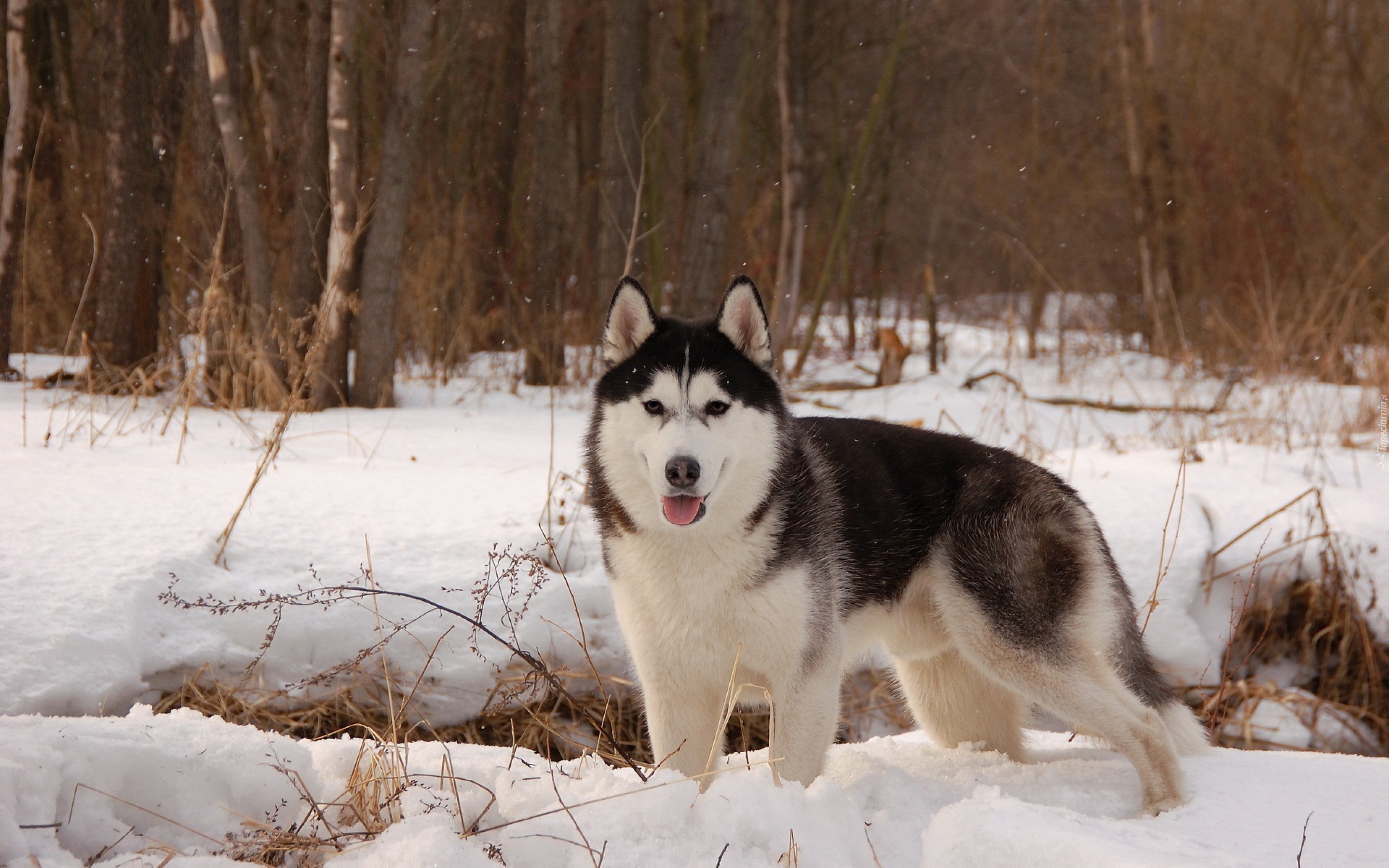 Zima, Śnieg, Las, Pies, Alaskan Malamute