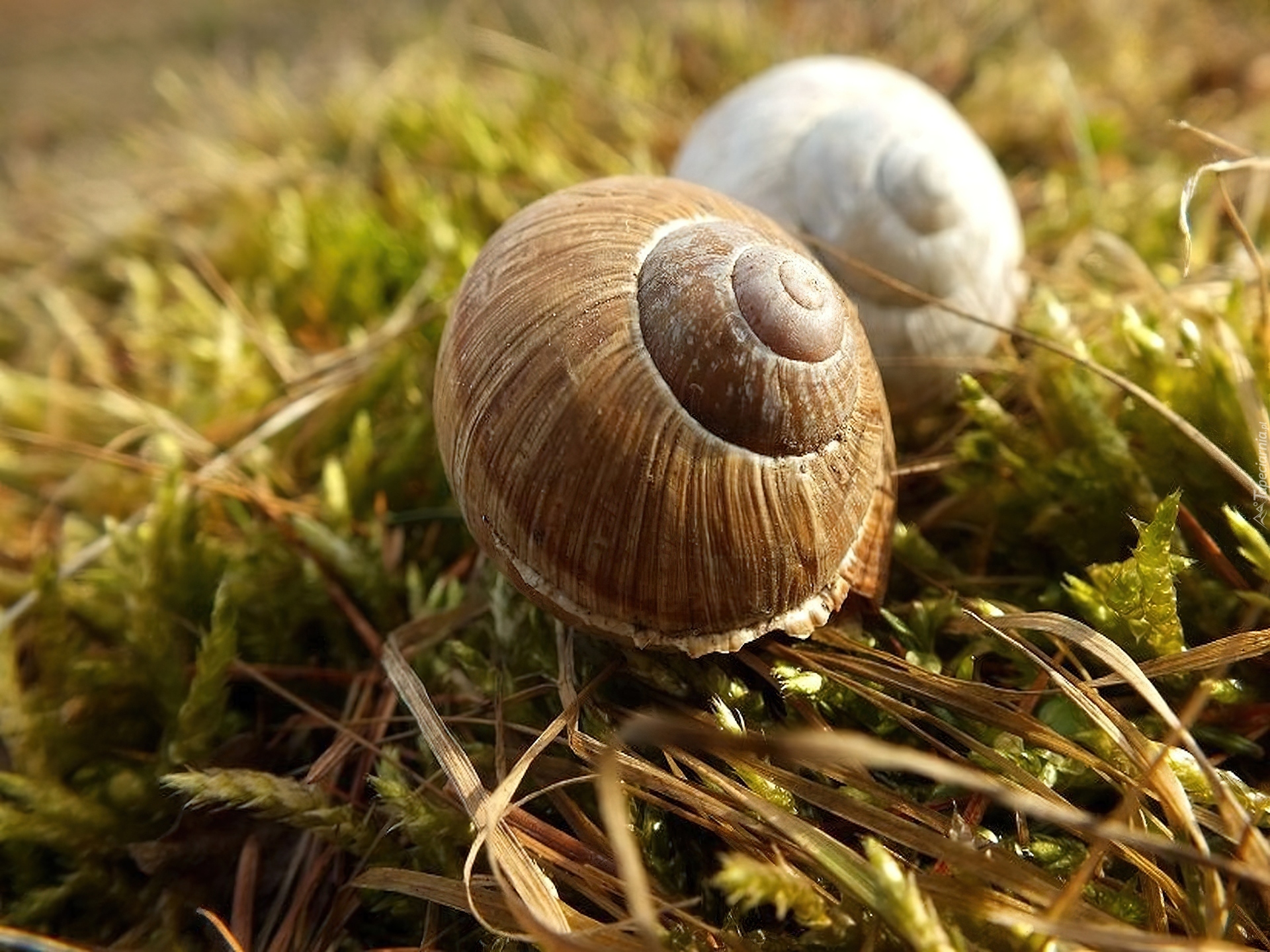 Muszle, Ślimaków, Mech