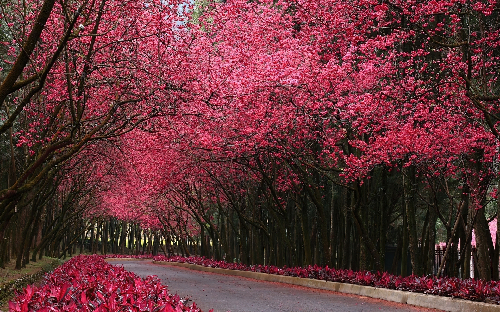 Droga, Kwitnące, Różowe, Drzewa