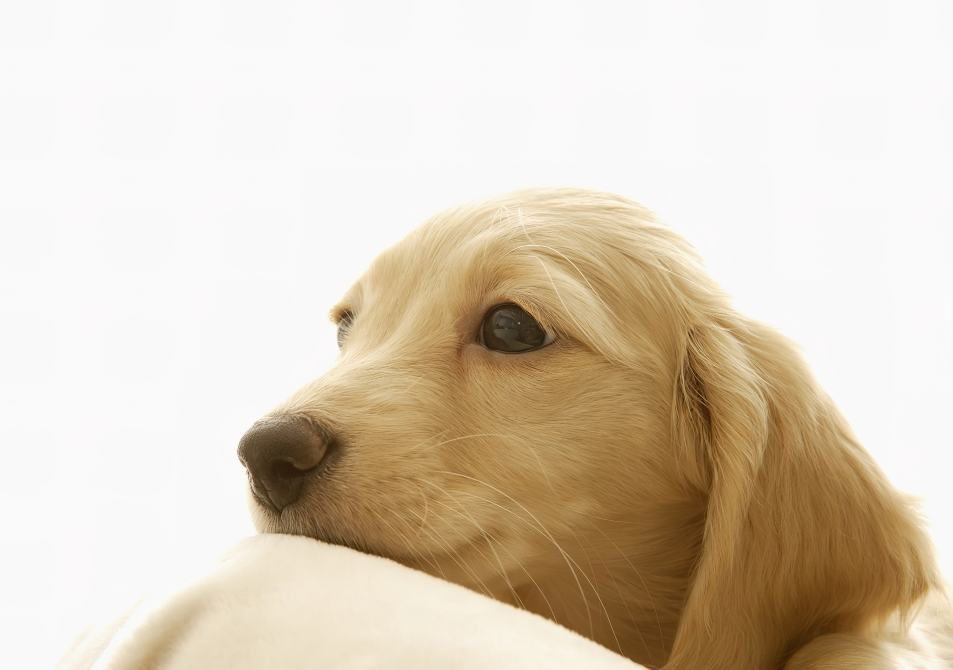 Golden Retriever, Pysk