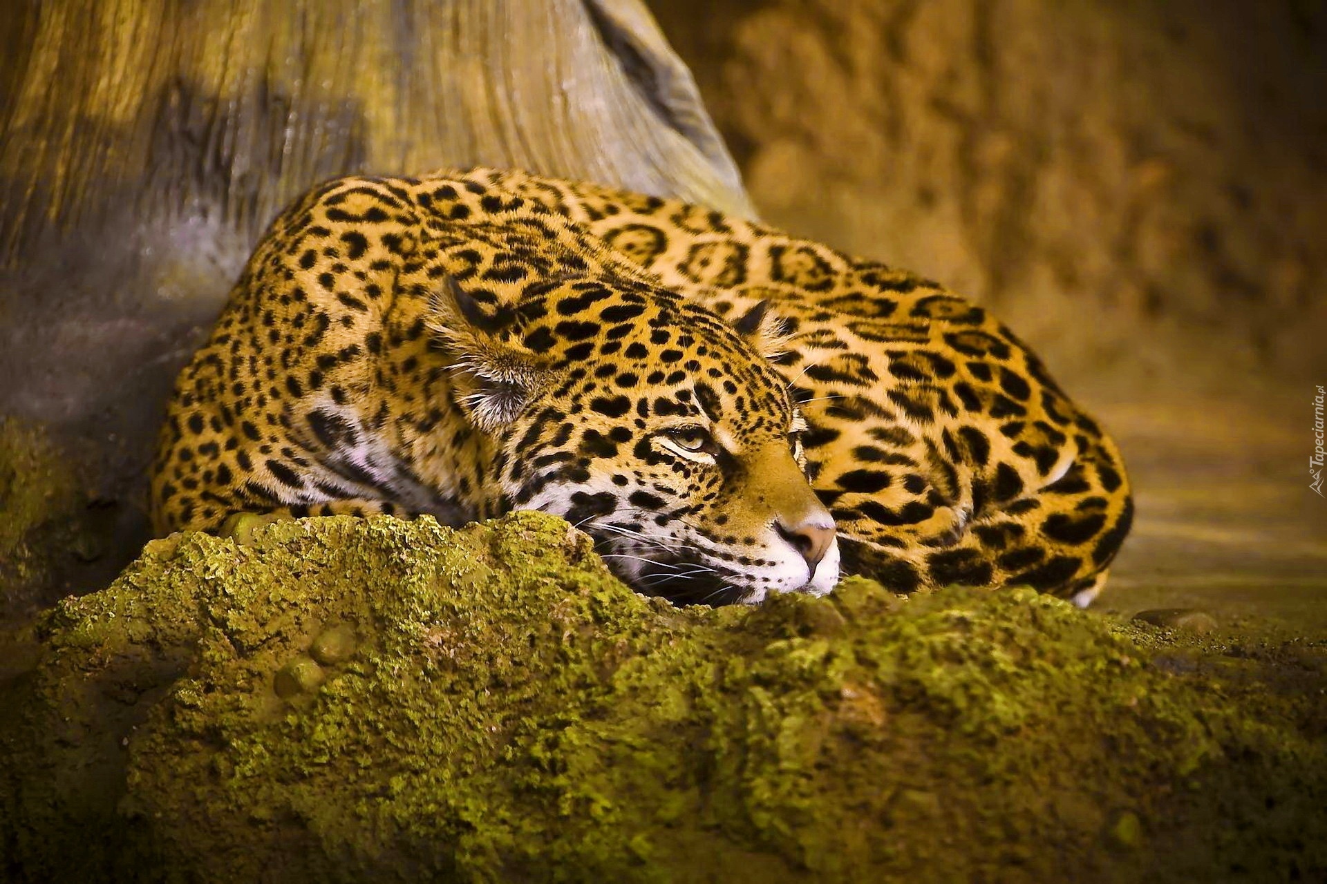 Jaguar