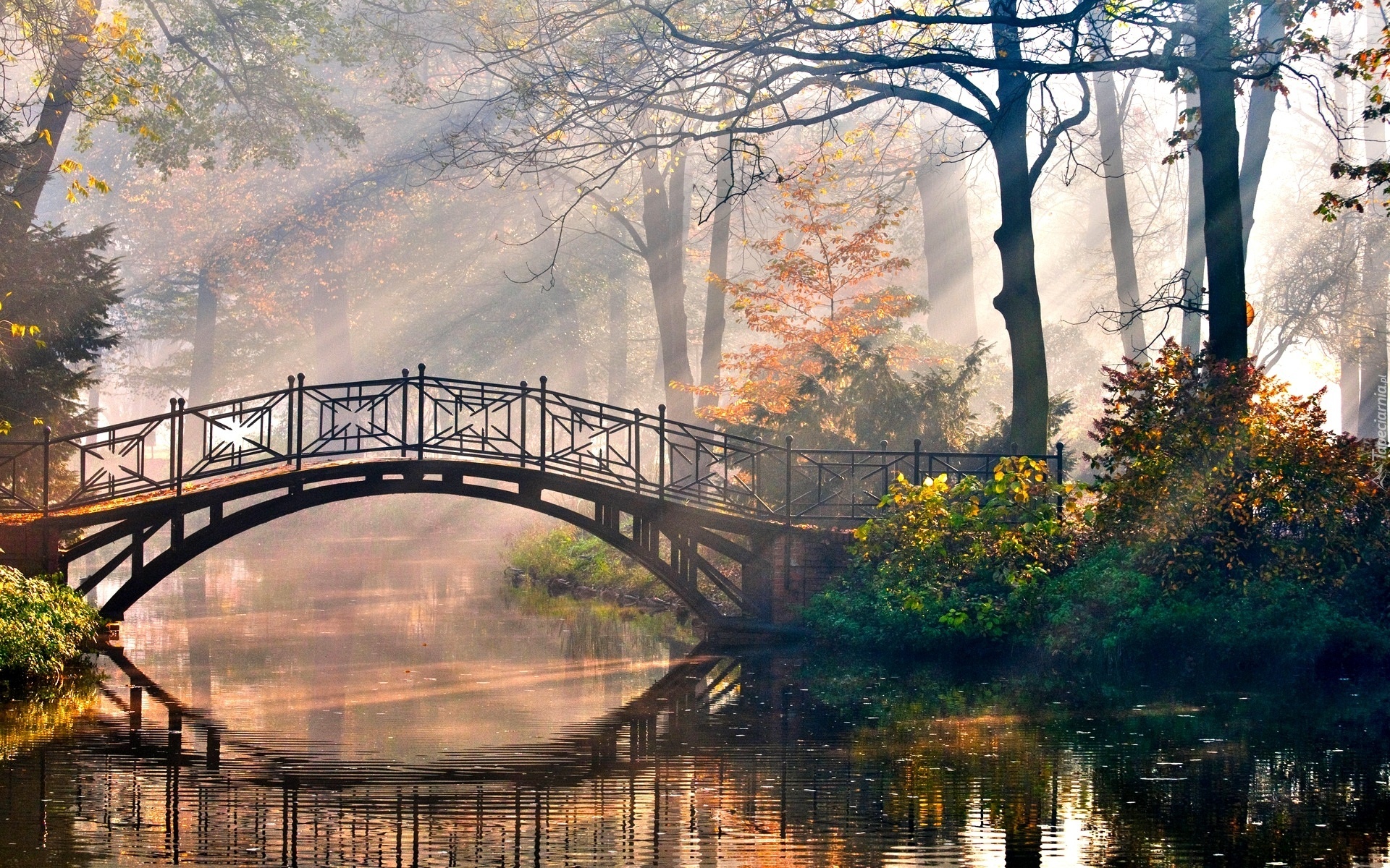 Park, Drzewa, Mostek, Rzeczka, Promienie, Słoneczne