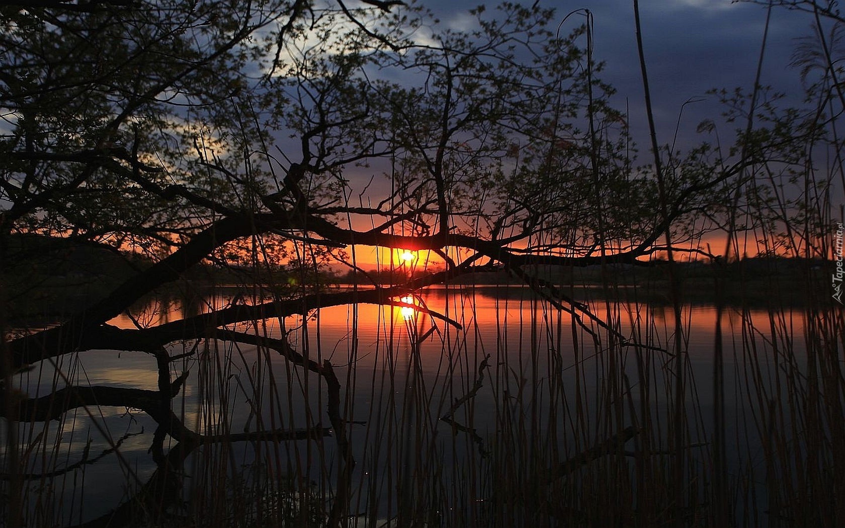 Jezioro, Zachód, Słońca, Zarośla, Gałęzie