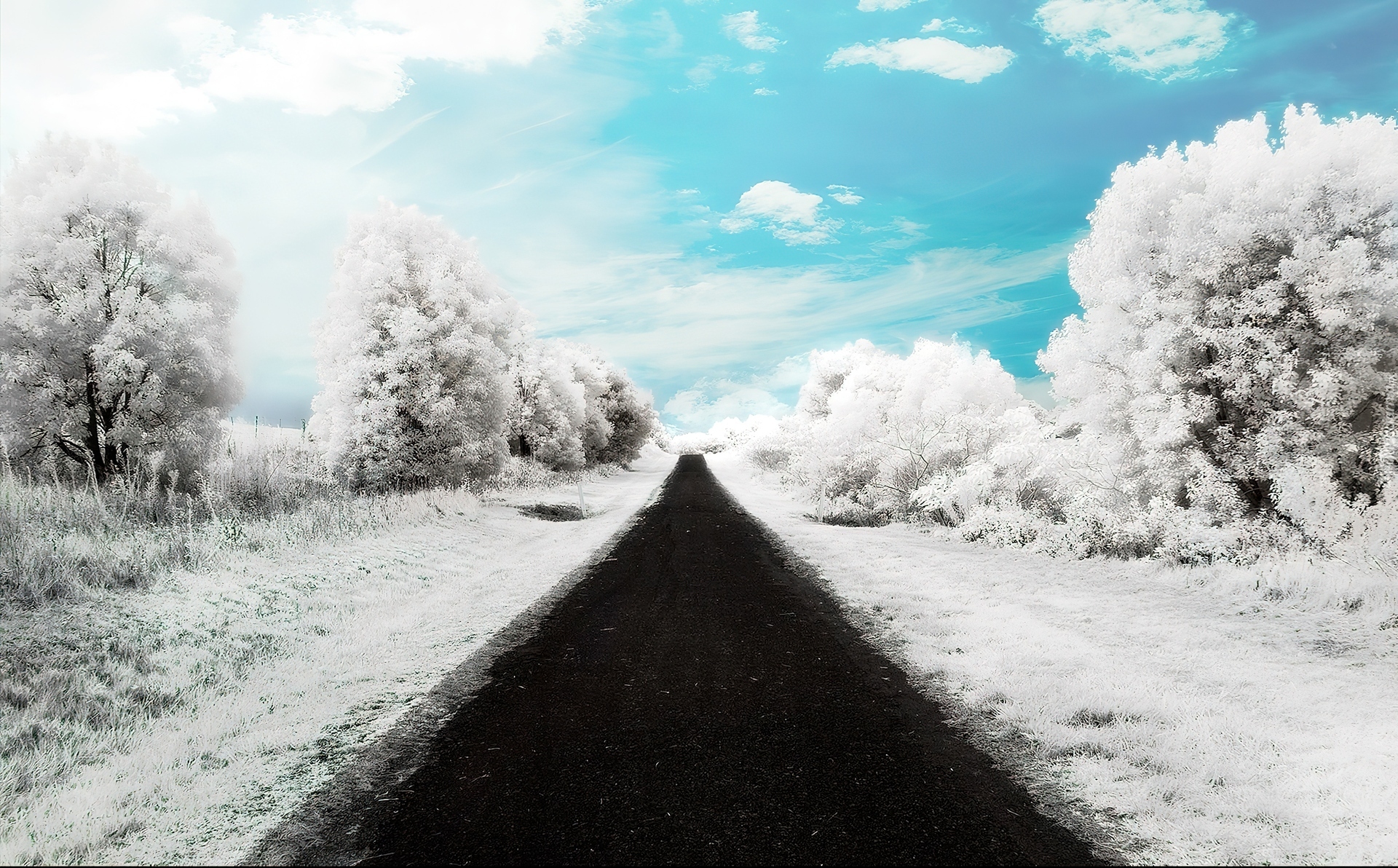 Droga, Drzewa, Śnieg