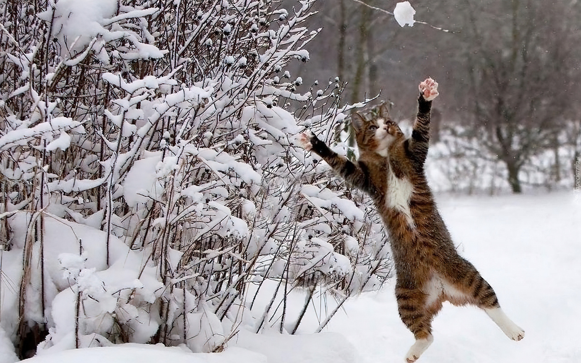Zima, Śnieg, Skaczący, Kot
