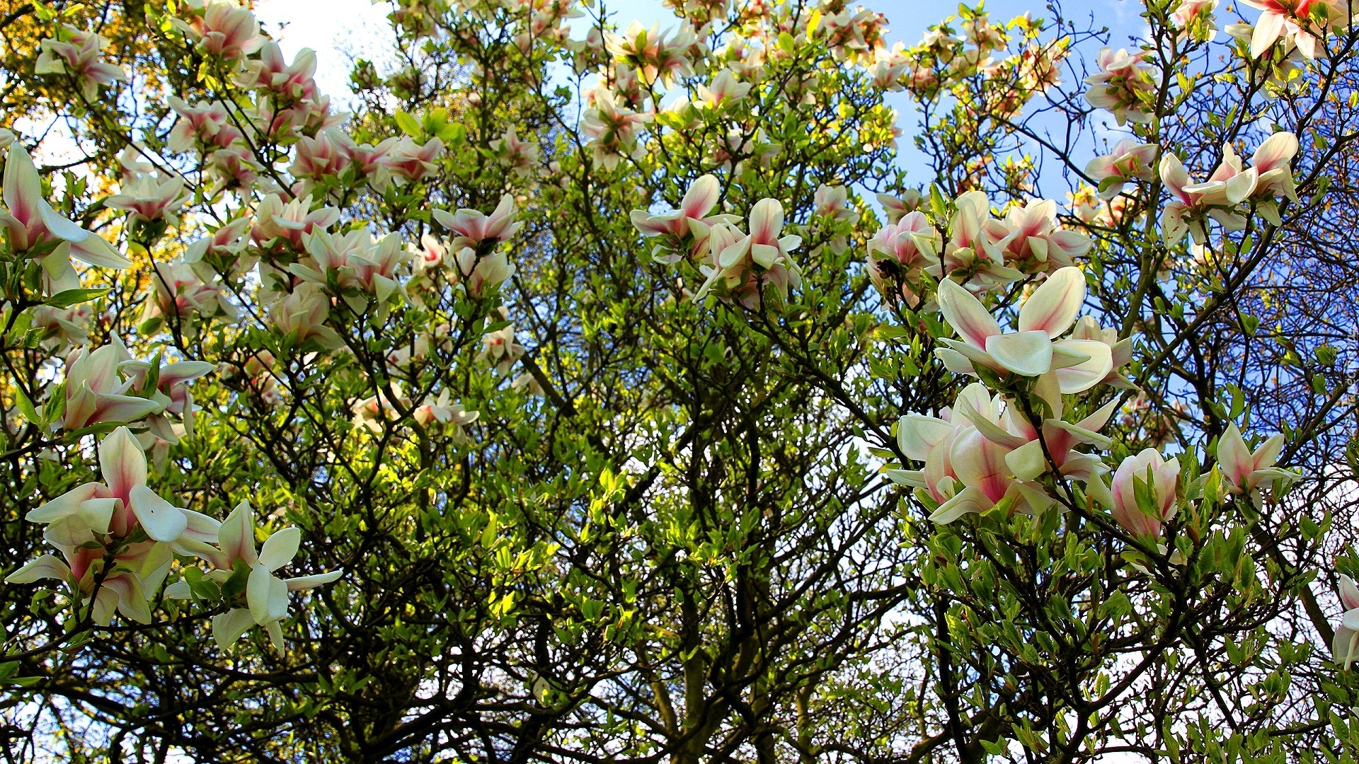 Wiosna, Kwitnąca, Magnolia