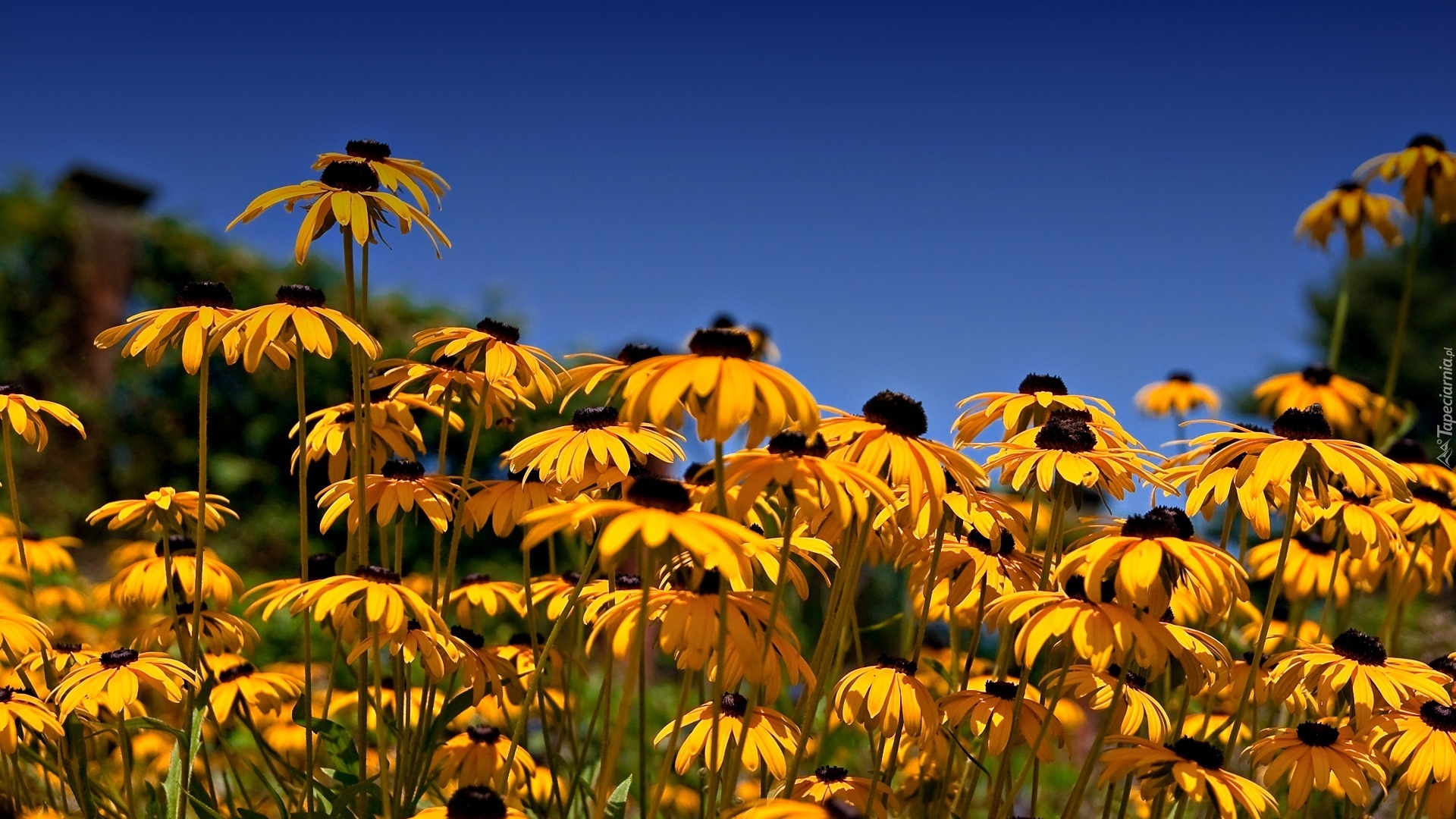 Żółte, Kwiaty, Rudbekia