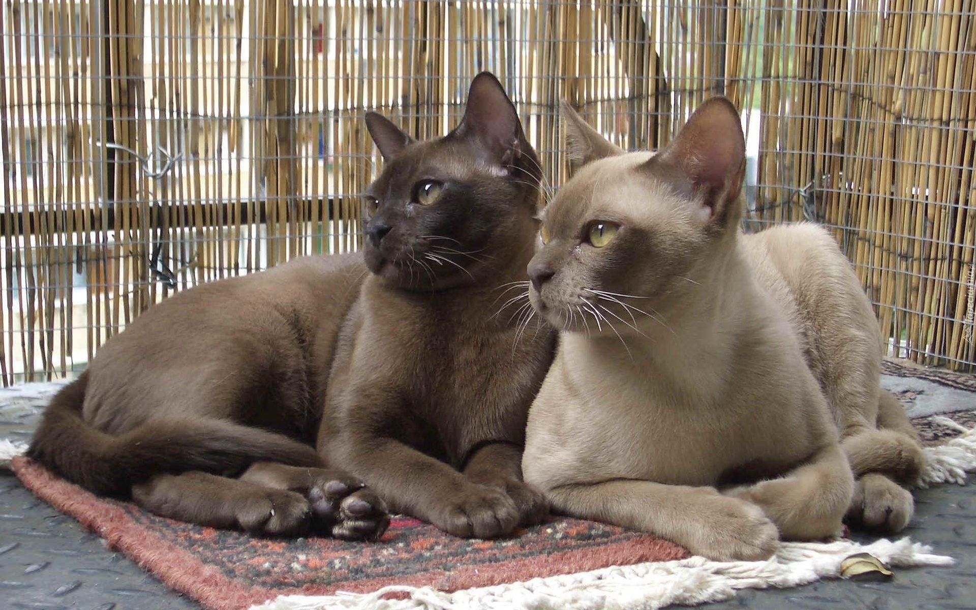 Koty, Birmańskie
