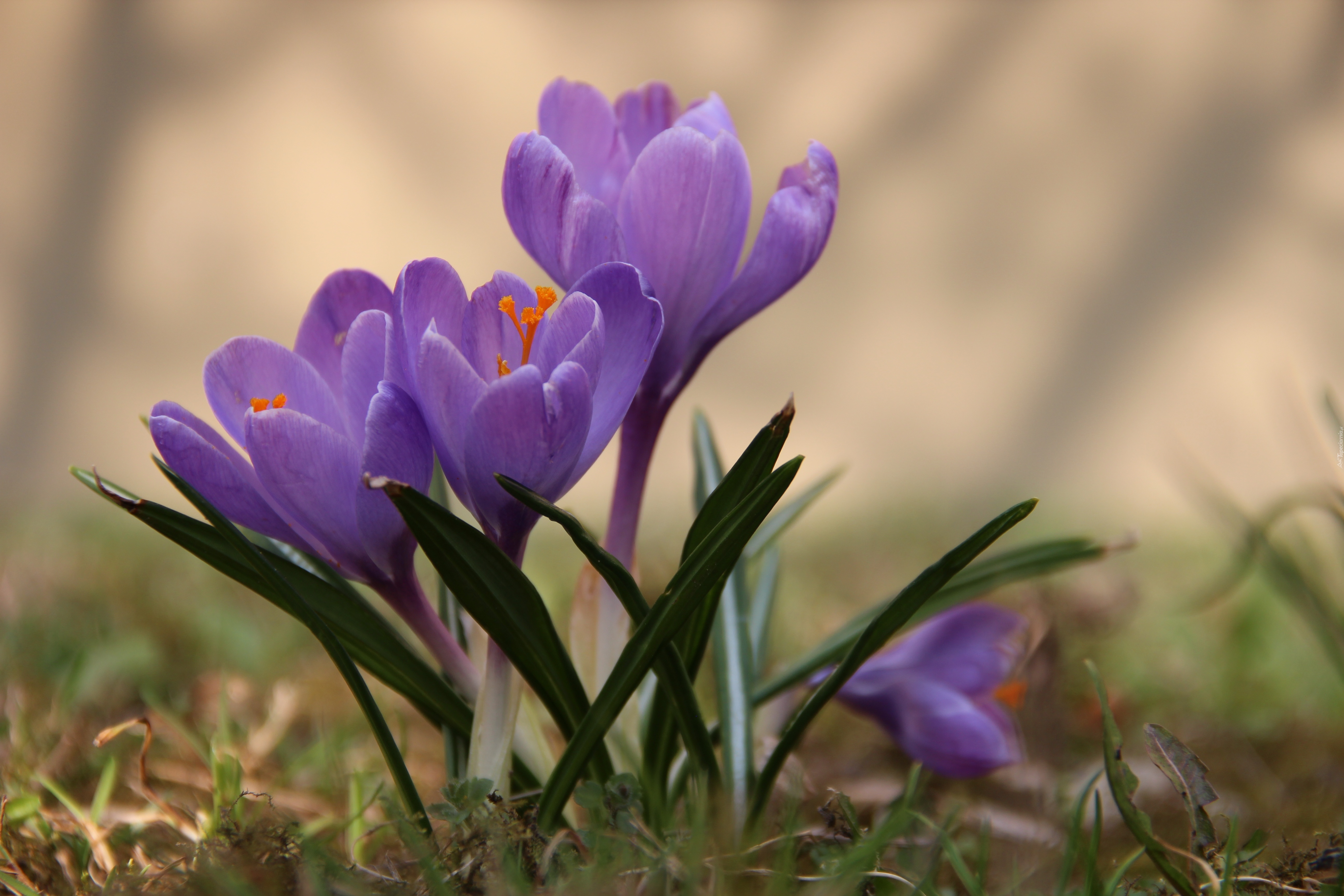 Fioletowy, Krokus