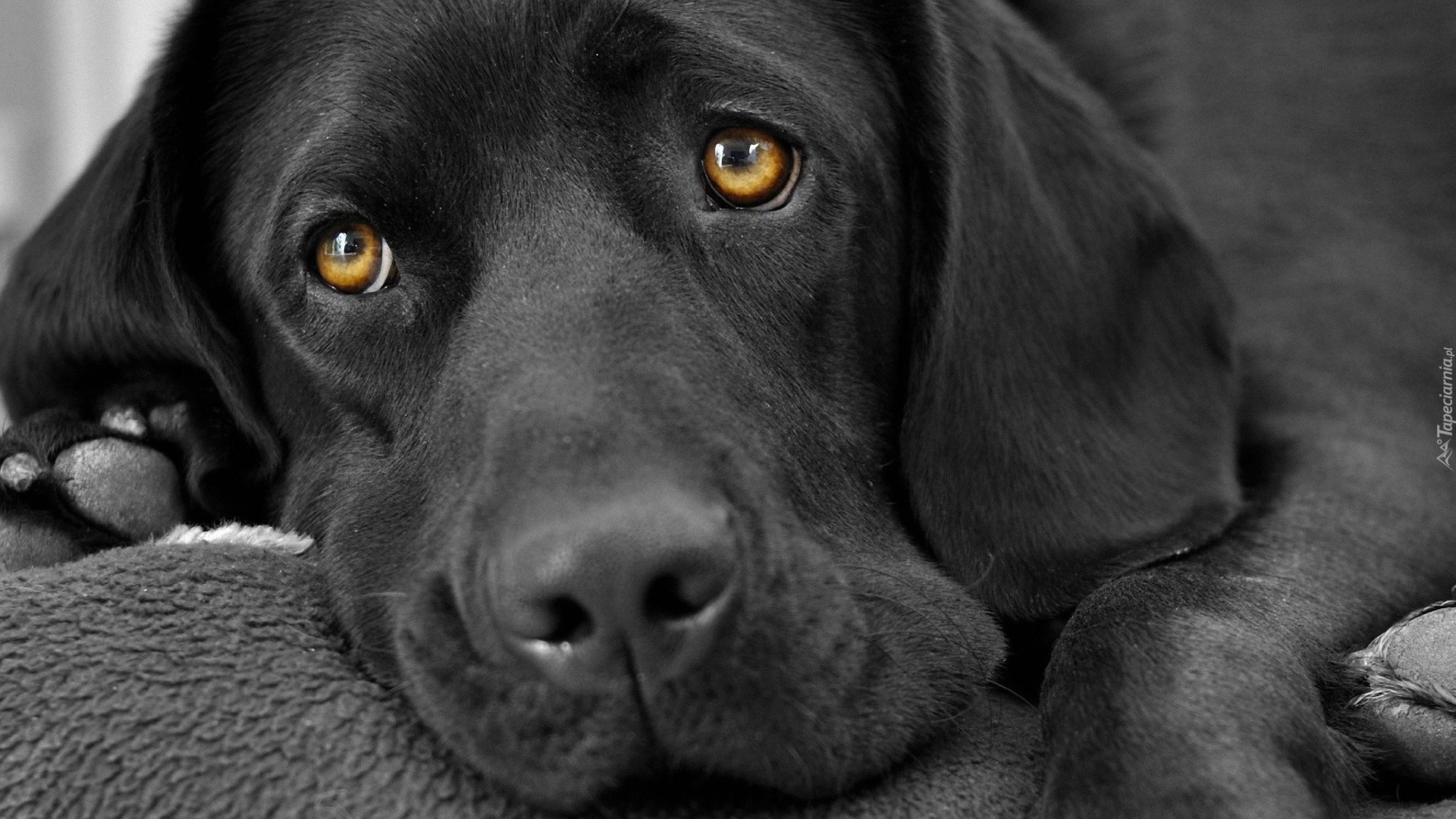 Czarny, Labrador, Retriever