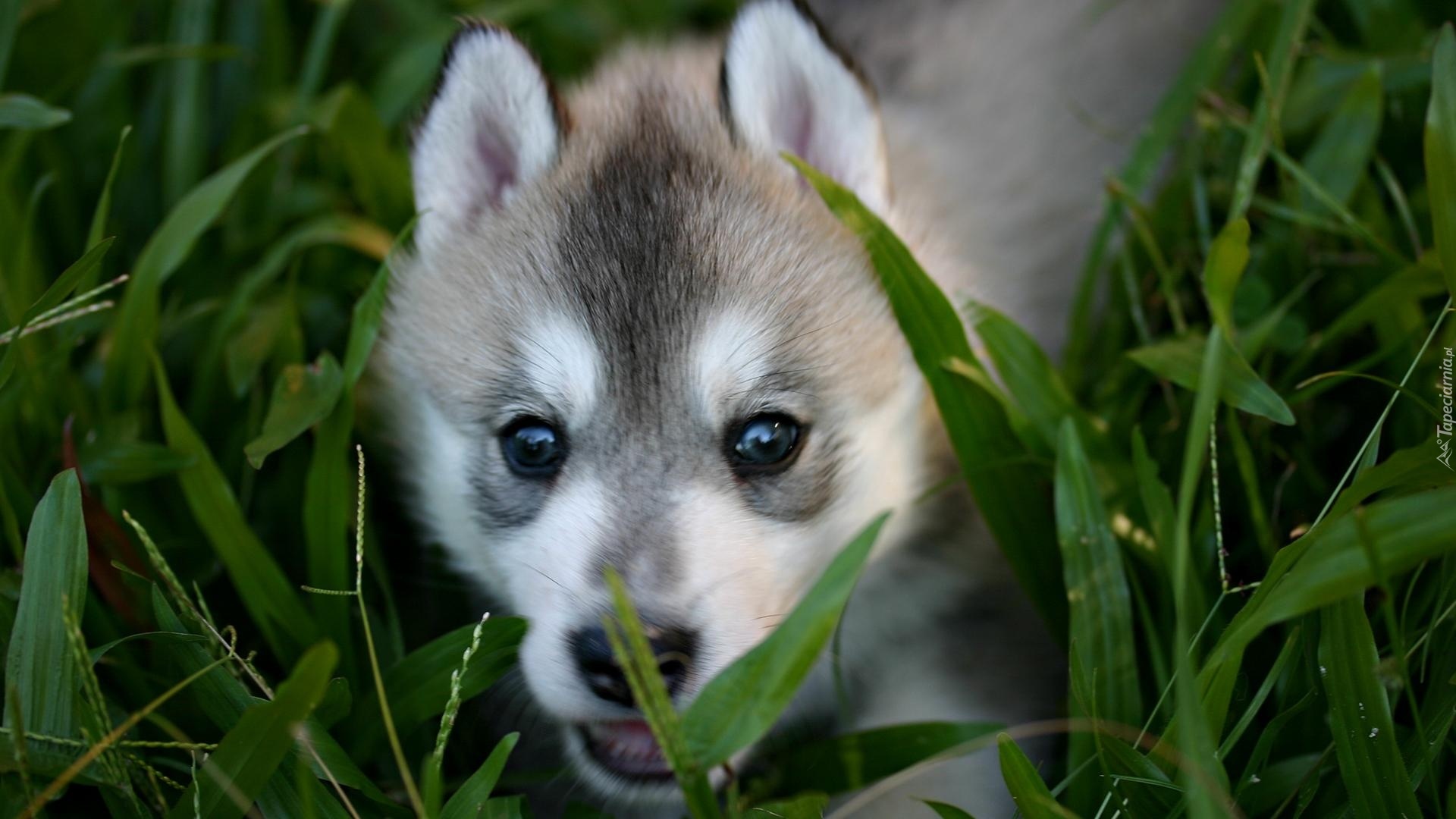 Siberian Husky, Szczeniak