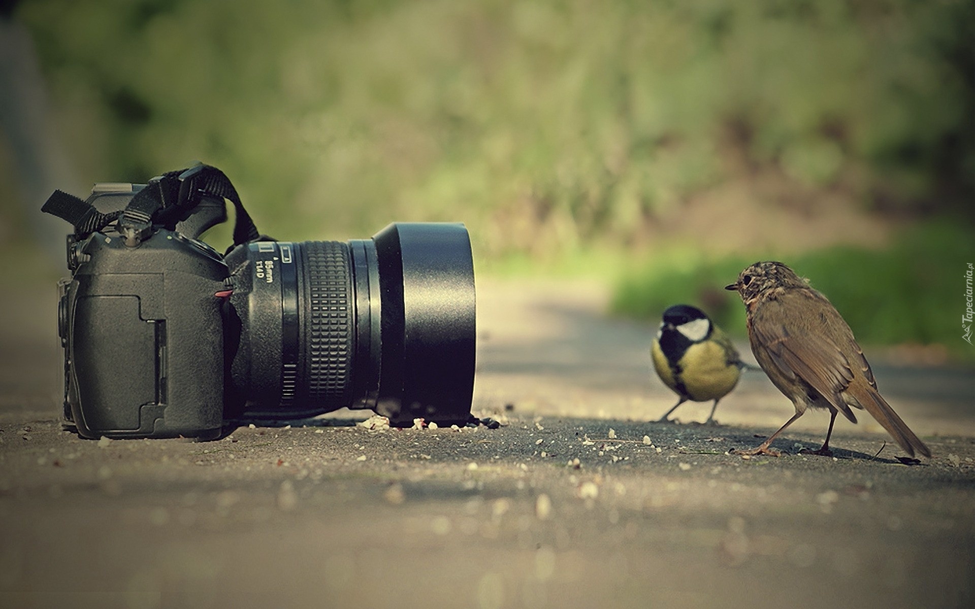 Aparat, Fotograficzny, Ptaki