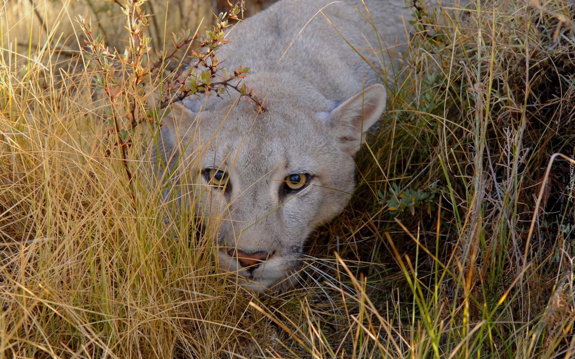 Przyczajona, Puma, Trawy