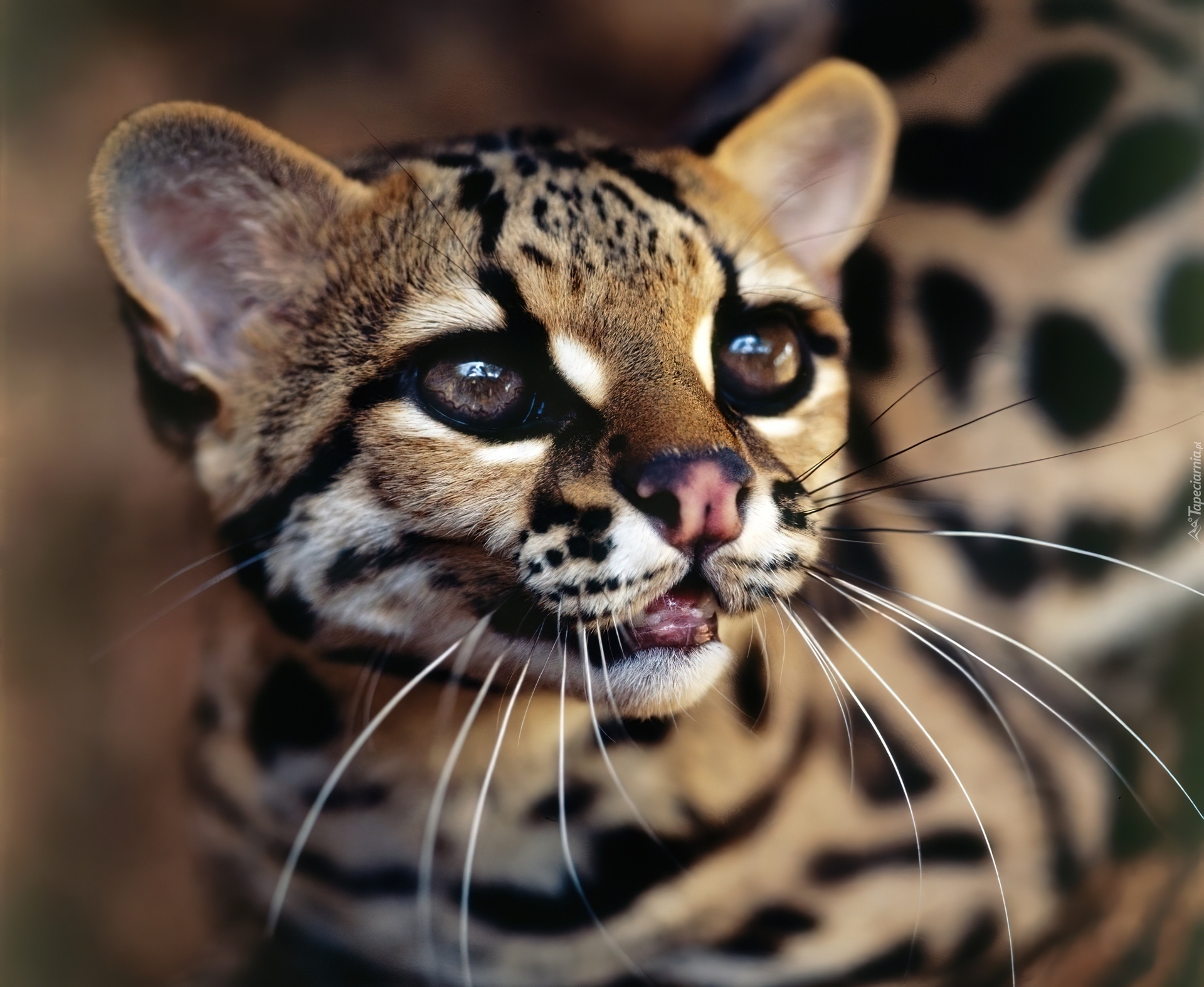 Ocelot, Drapieżnik