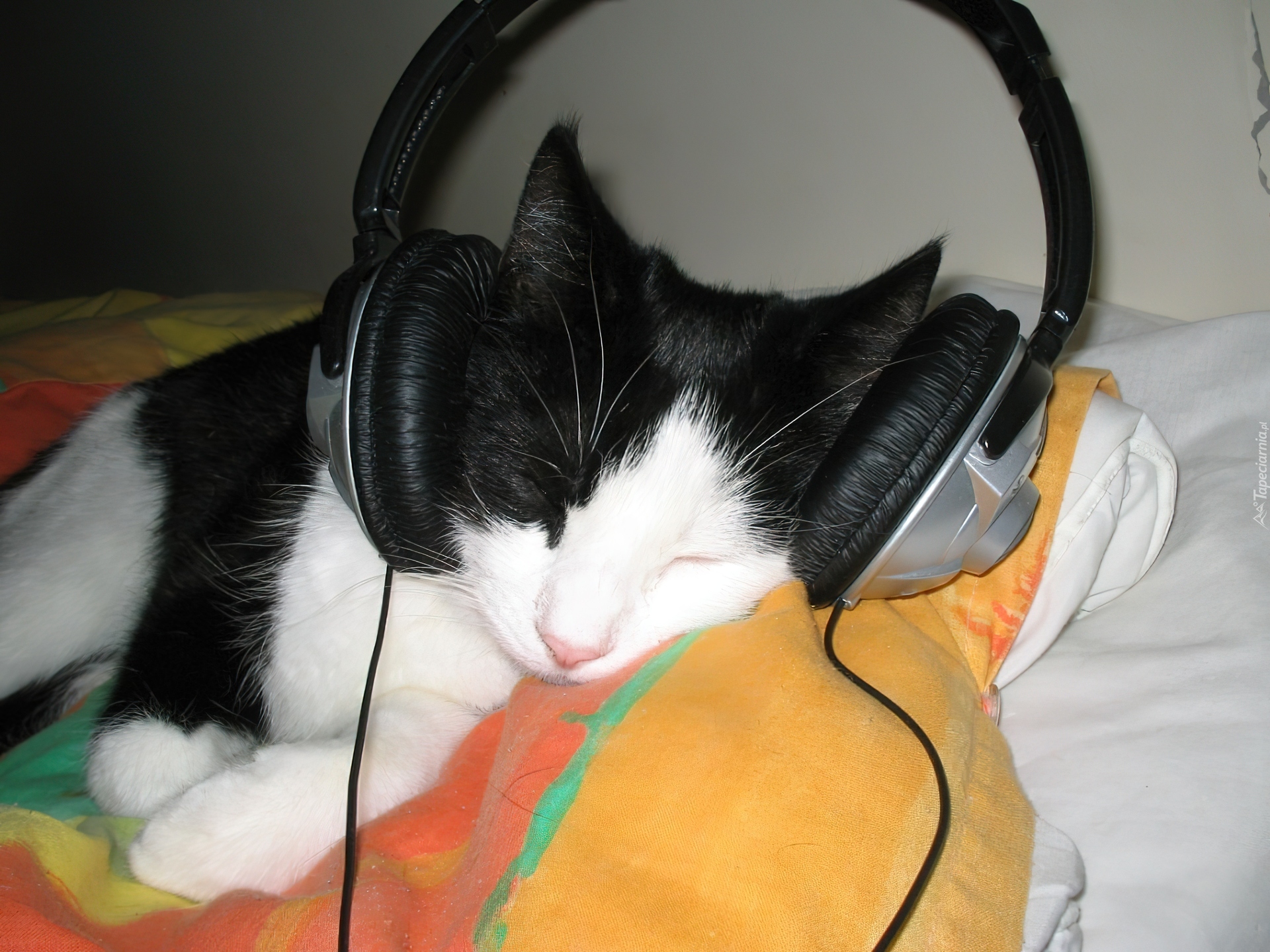 Kotek, Muzyka, Słuchawki