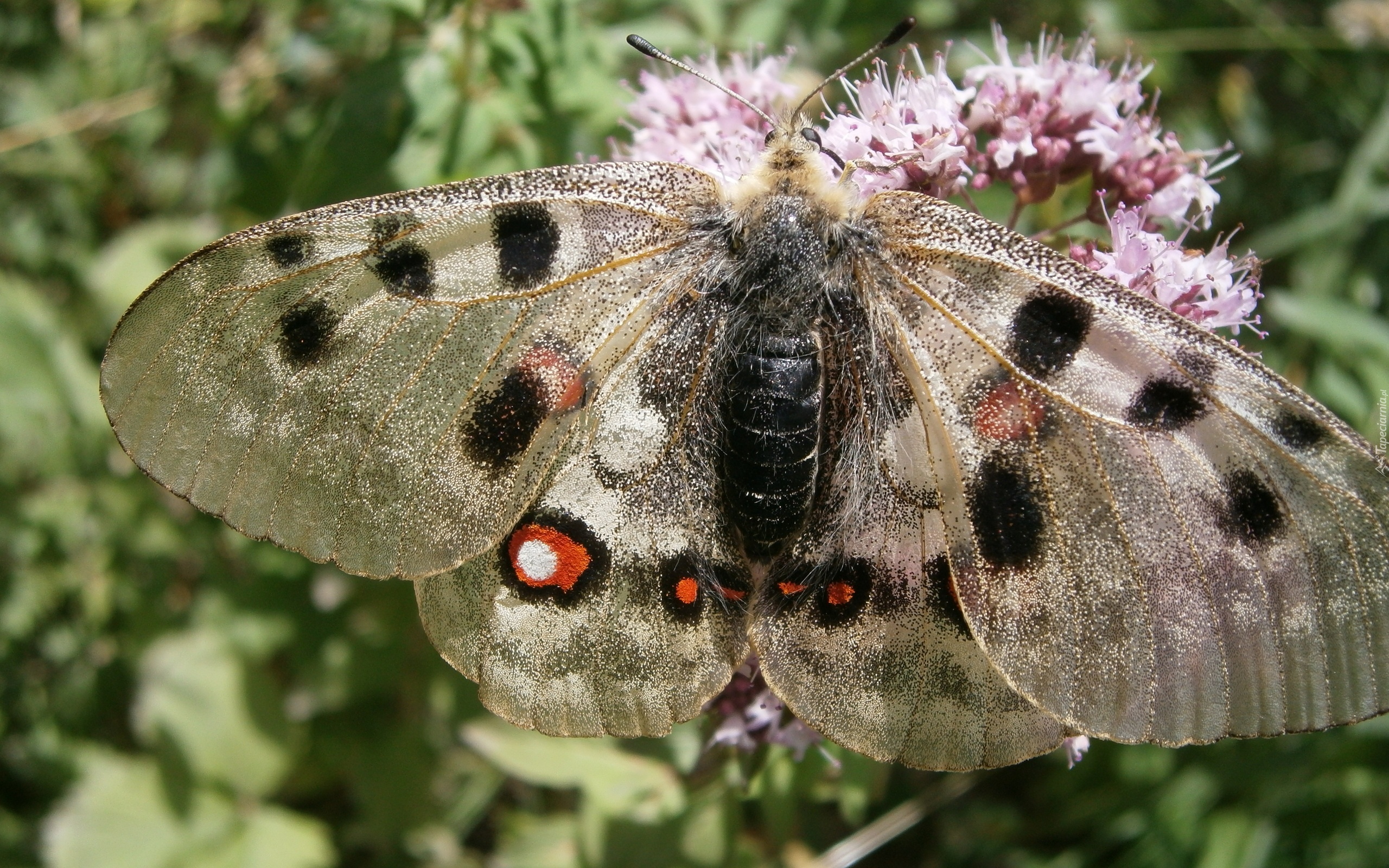 Motyl, Błyszczące, Skrzydła, Kwiat