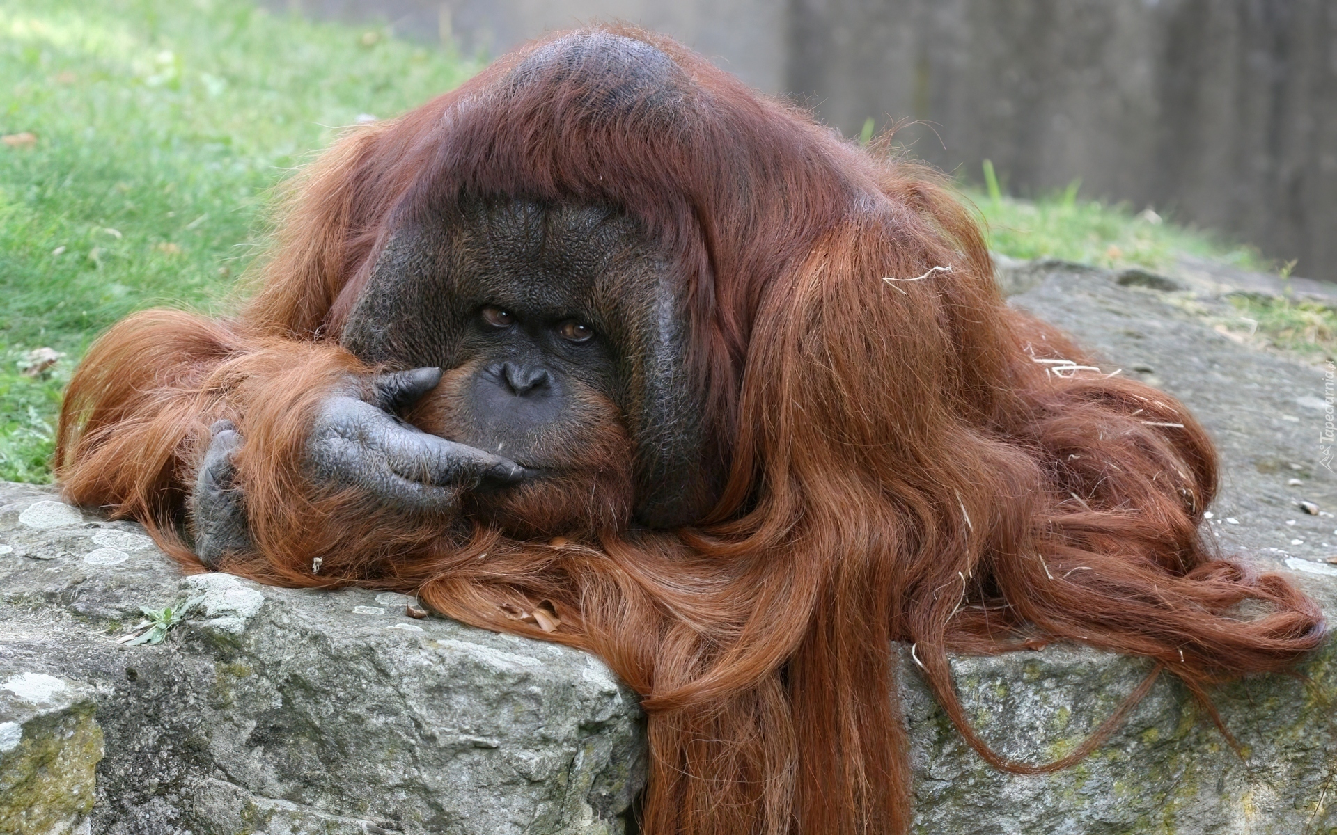 Zamyślony, Orangutan, Długa, Sierść
