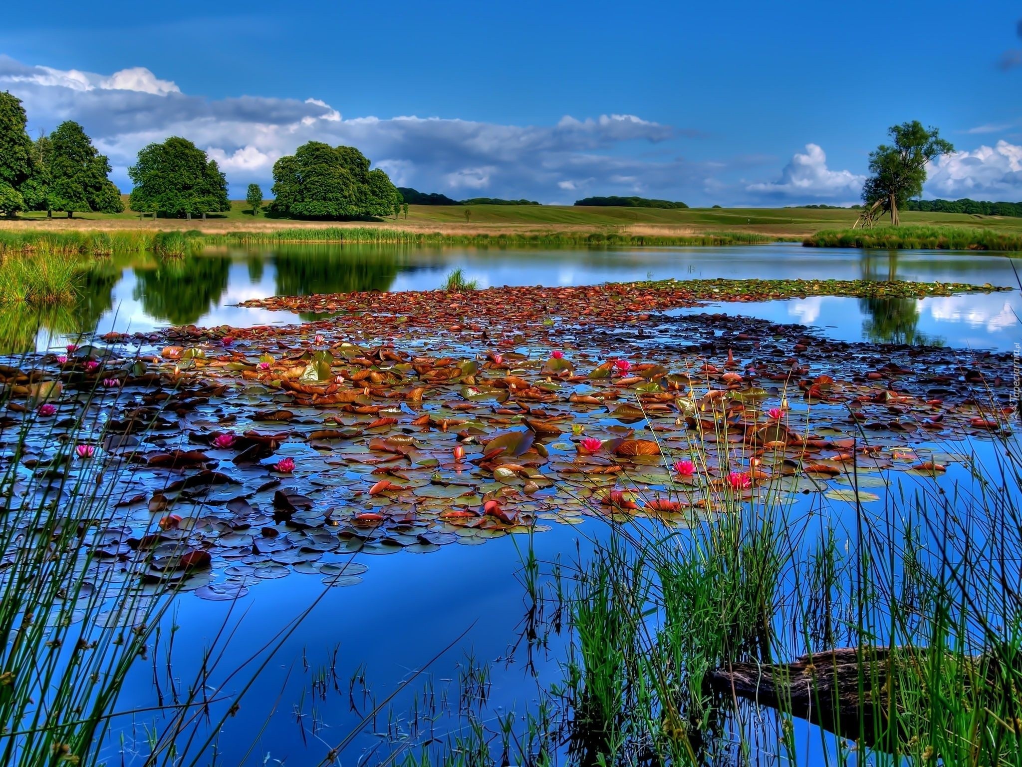Jezioro, Lilie, Szuwary