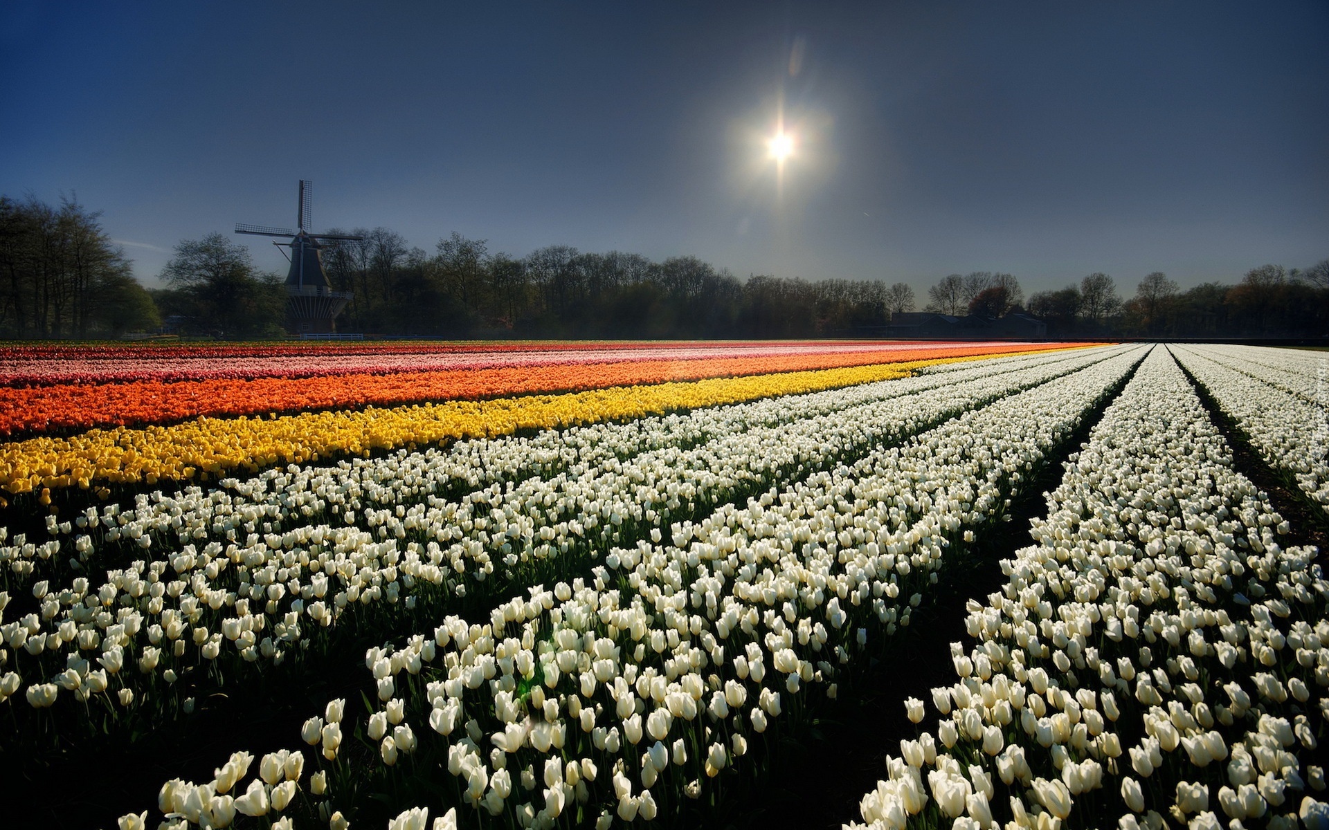 Uprawa, Tulipanów, Słoneczko, Wiatrak