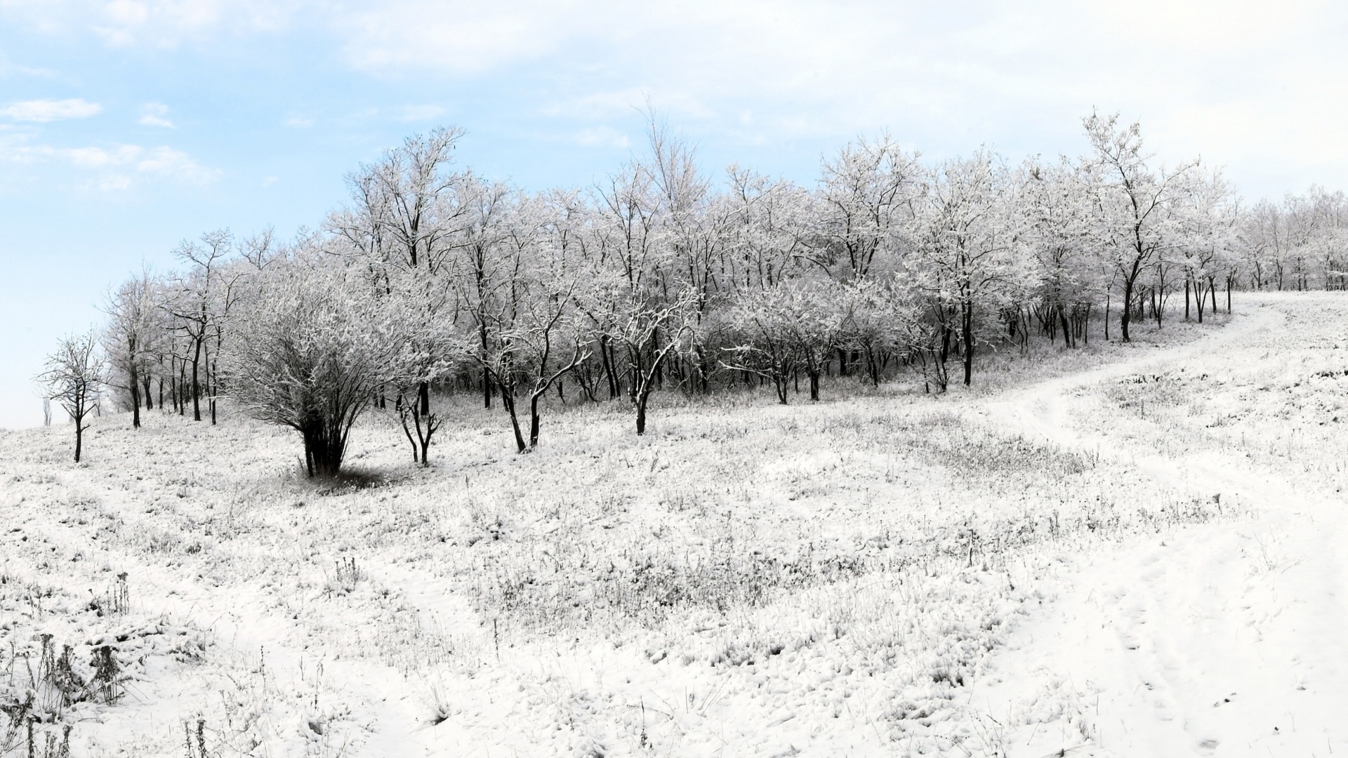 Zima, Śnieg, Las