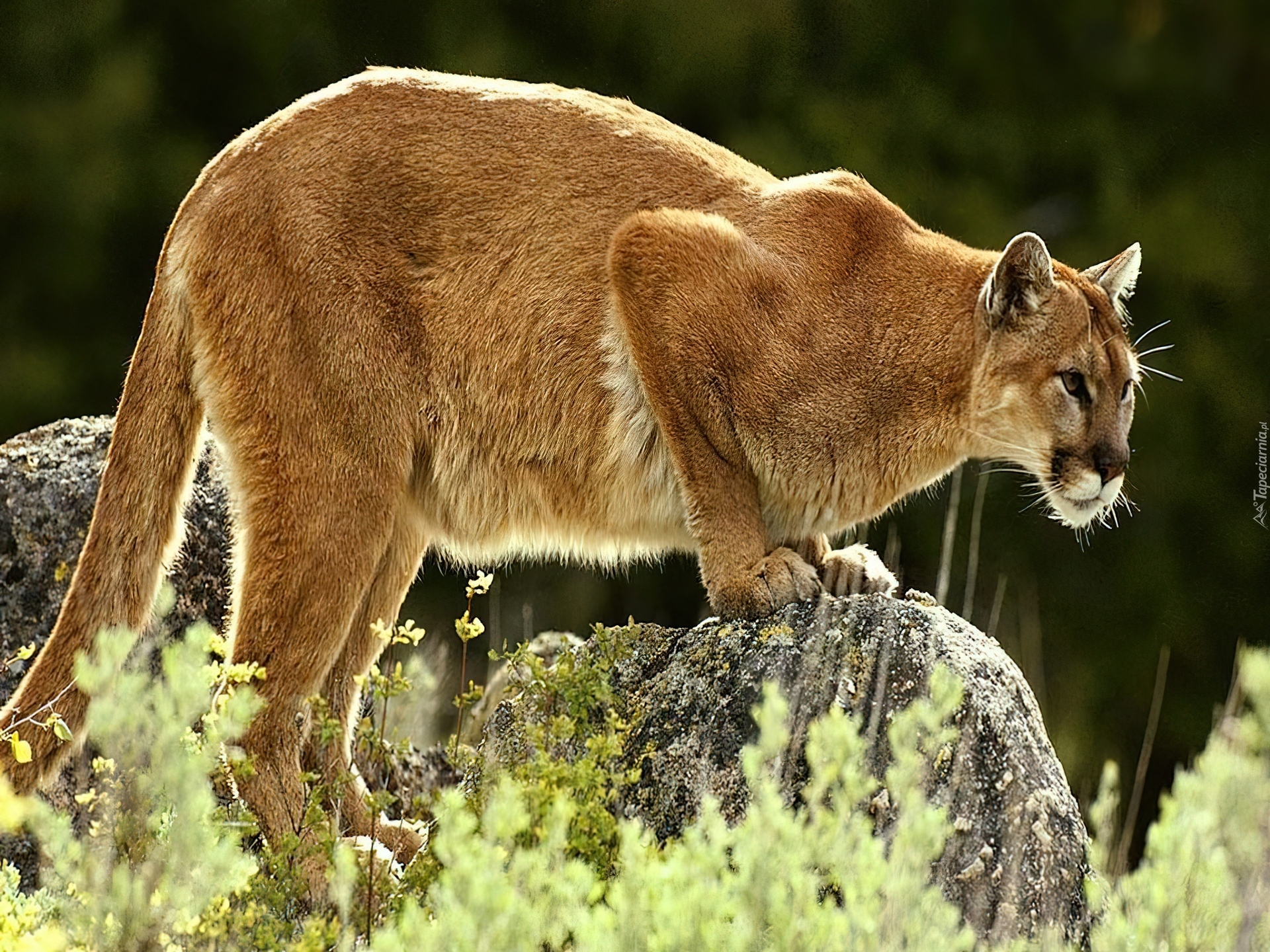 Puma, Skałka