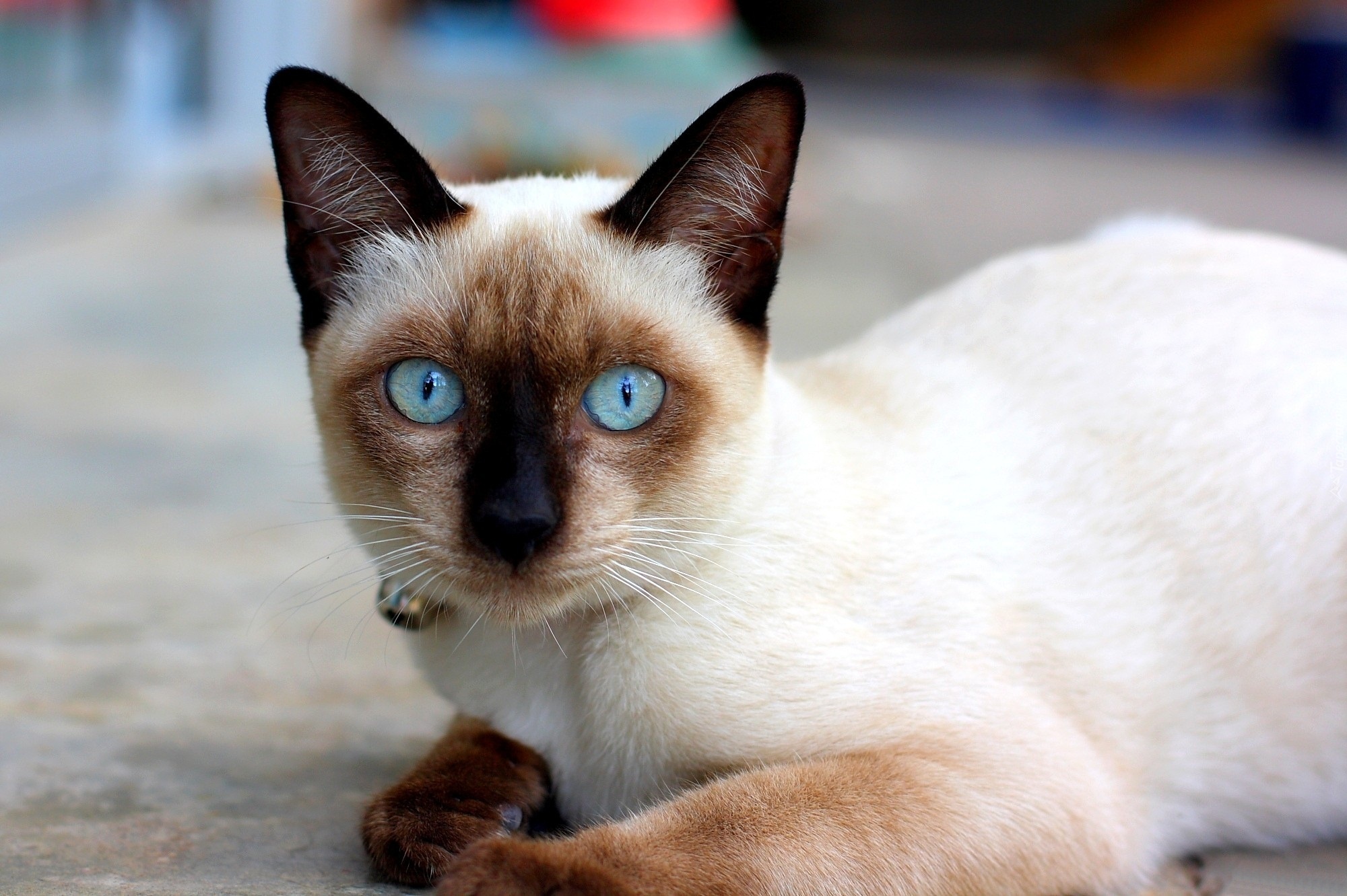 Сиамские кошки цвет. Сиамская кошка. Сиамский Сноу-Шу. Королевская Сиамская кошка. Сиамская кошка Сиамская.