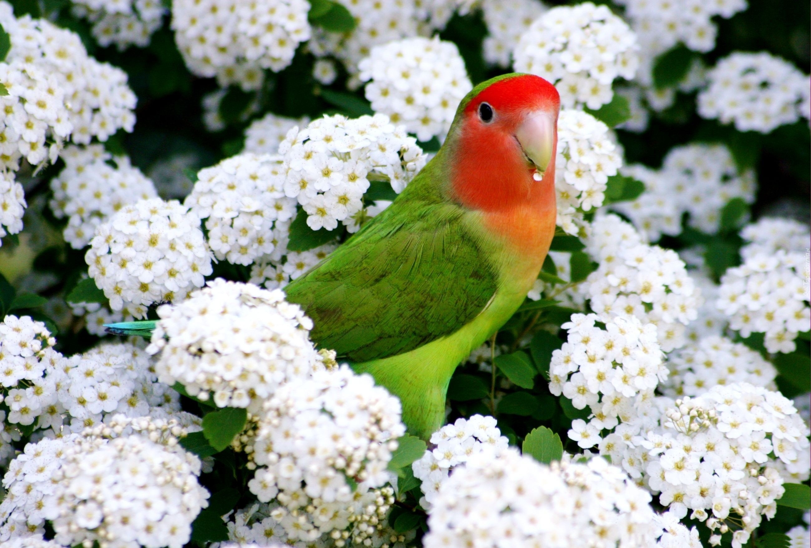 Białe, Kwiaty, Kolorowa, Papuga