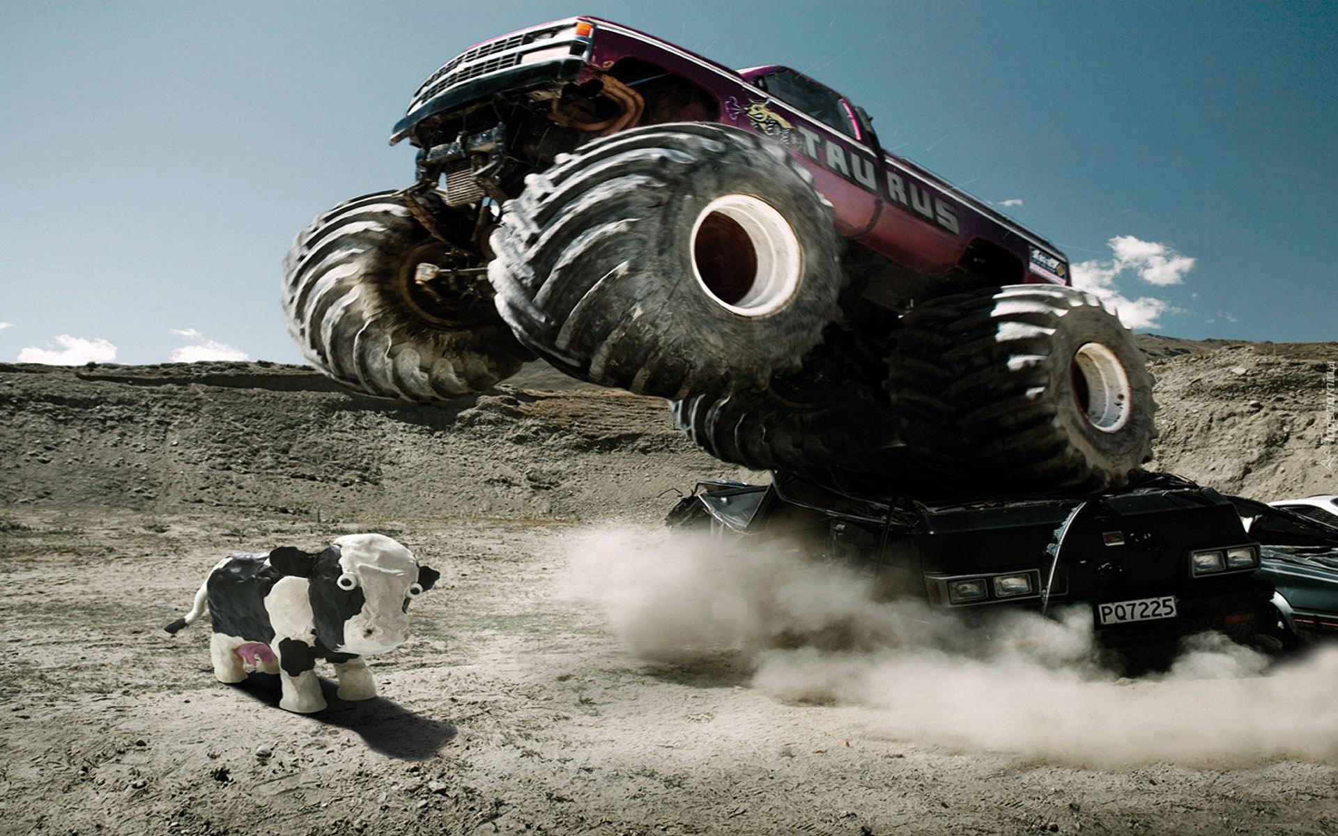 Krowa, Monster Truck