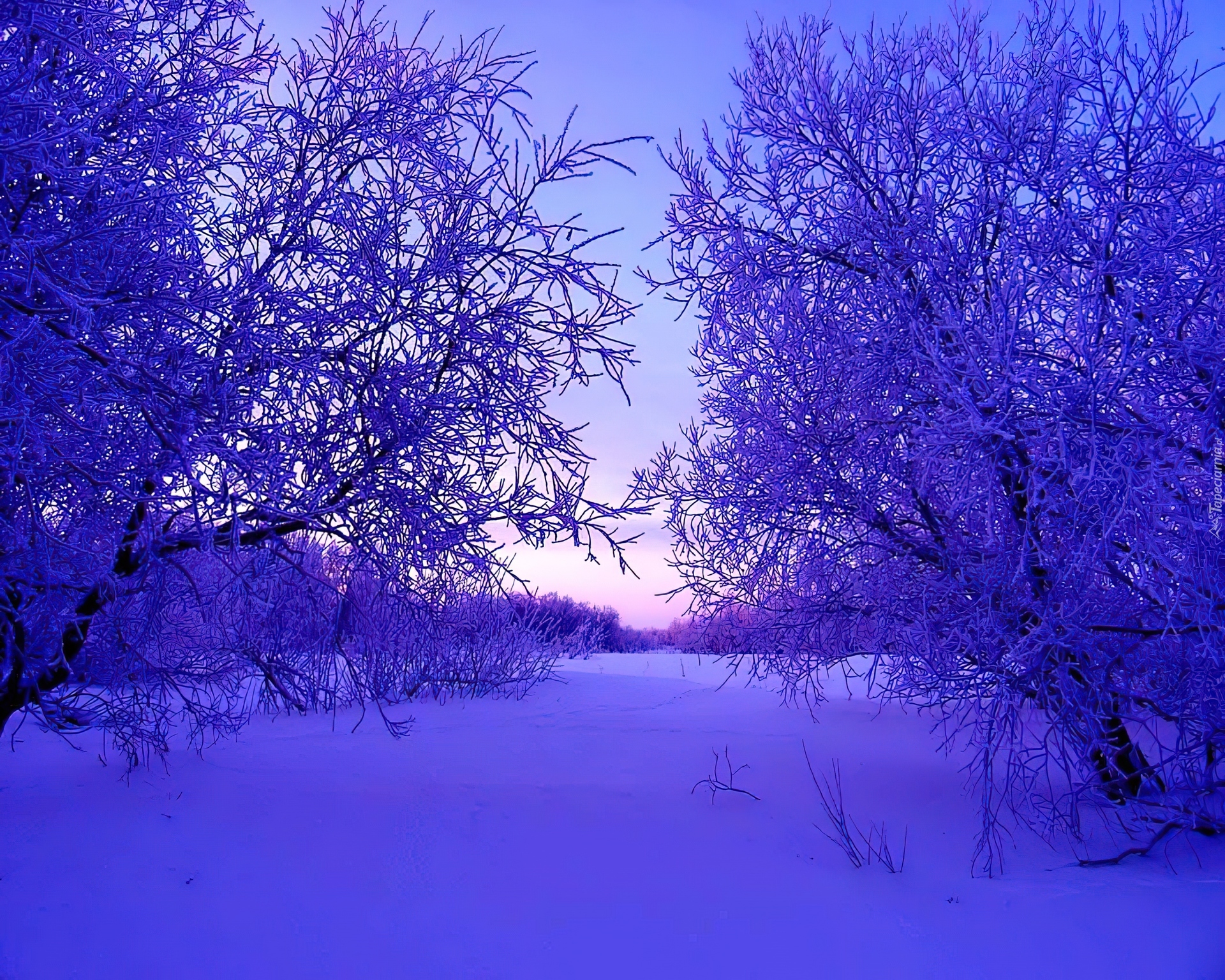 Wieczór, Śnieg, Zima, Drzewa, Las